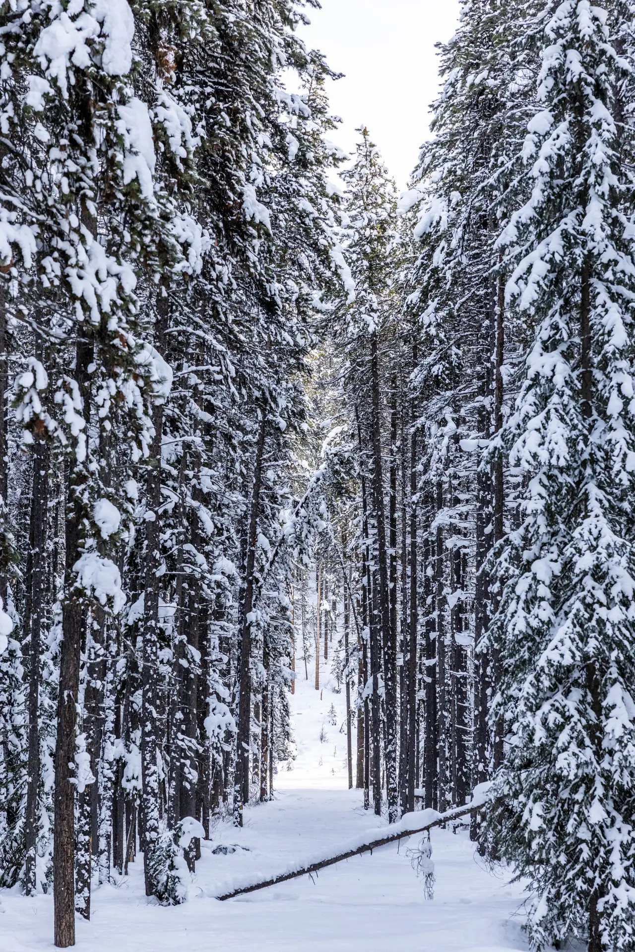 Fine-art photograph, “Snowy Forest Road in Banff - 5M2A0721.JPG,” from the British Columbia - Banff collection.
