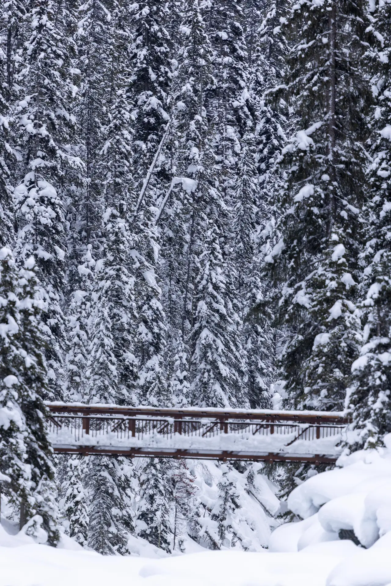 Fine-art photograph, “Snowy Forest Bridge in Vertical - 5M2A1386.JPG,” from the British Columbia - Banff collection.