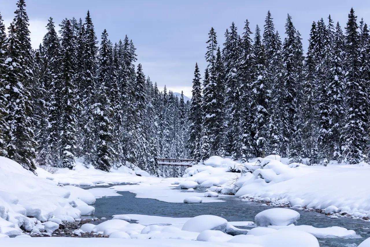 Fine-art photograph, “Snowy Creek Through the Forest - 5M2A1391.JPG,” from the British Columbia - Banff collection.