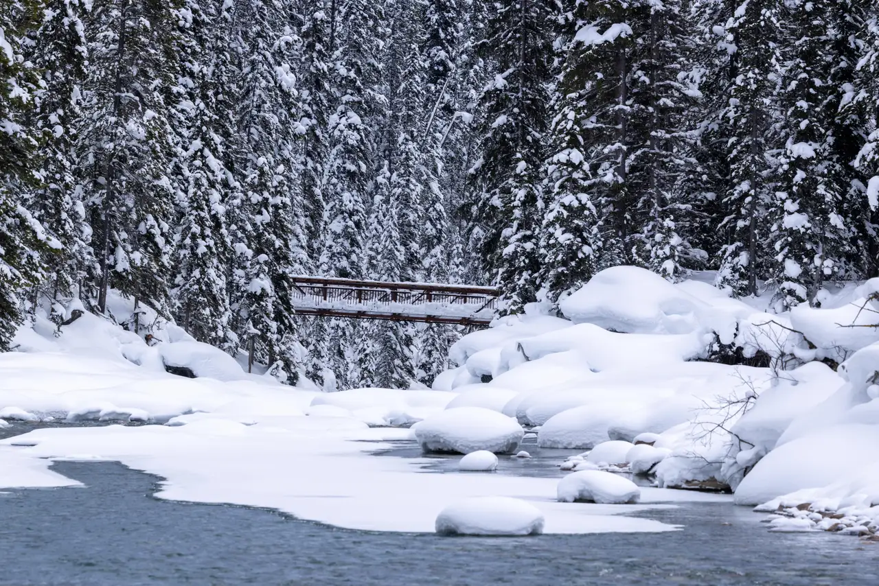 Fine-art photograph, “Banff Creek and Snowy Pines - 5M2A1399.JPG,” from the British Columbia - Banff collection.