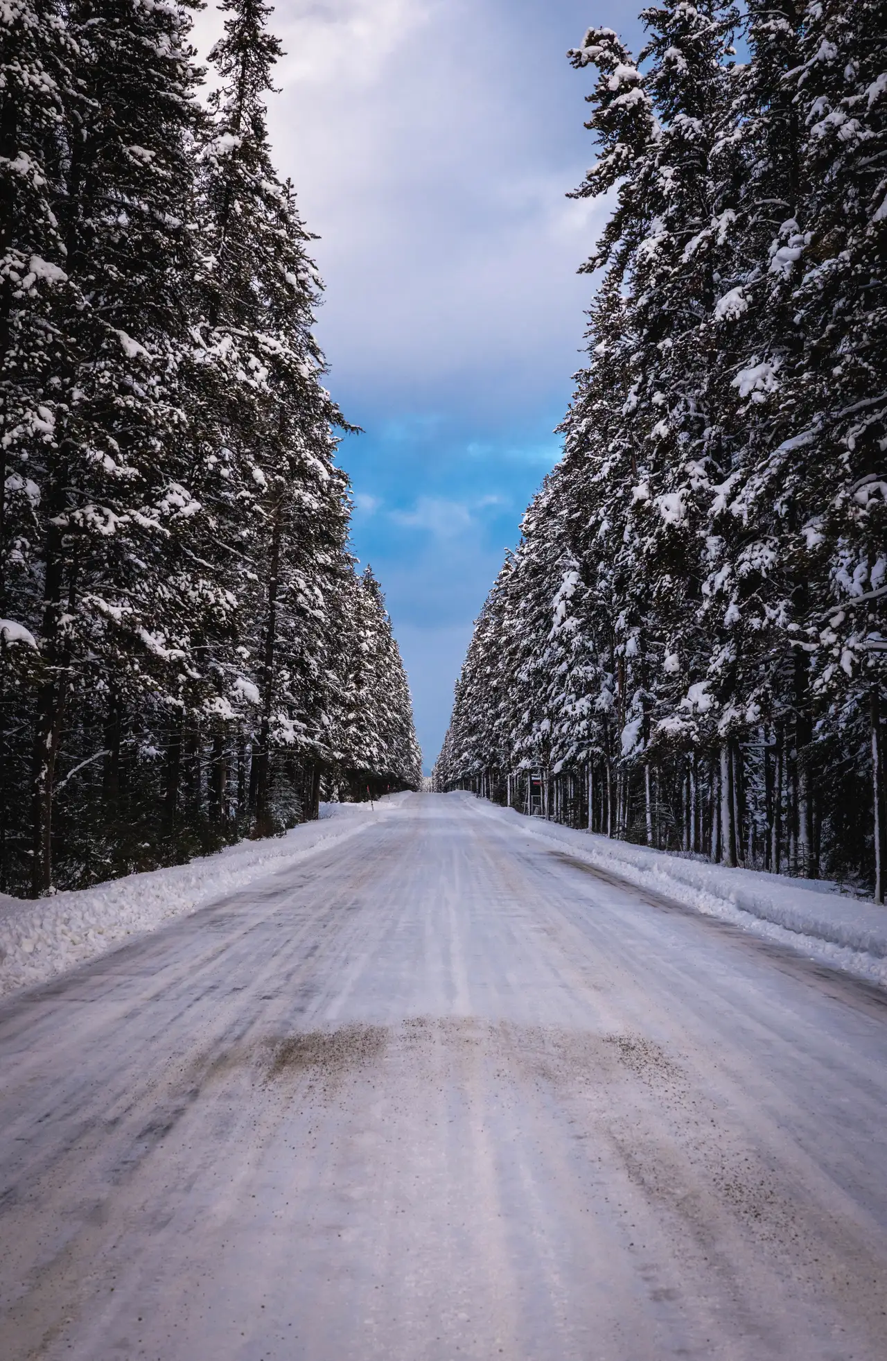 Fine-art photograph, “Snowy Forest Road in Vertical - 5M2A8941.JPG,” from the British Columbia - Banff collection.