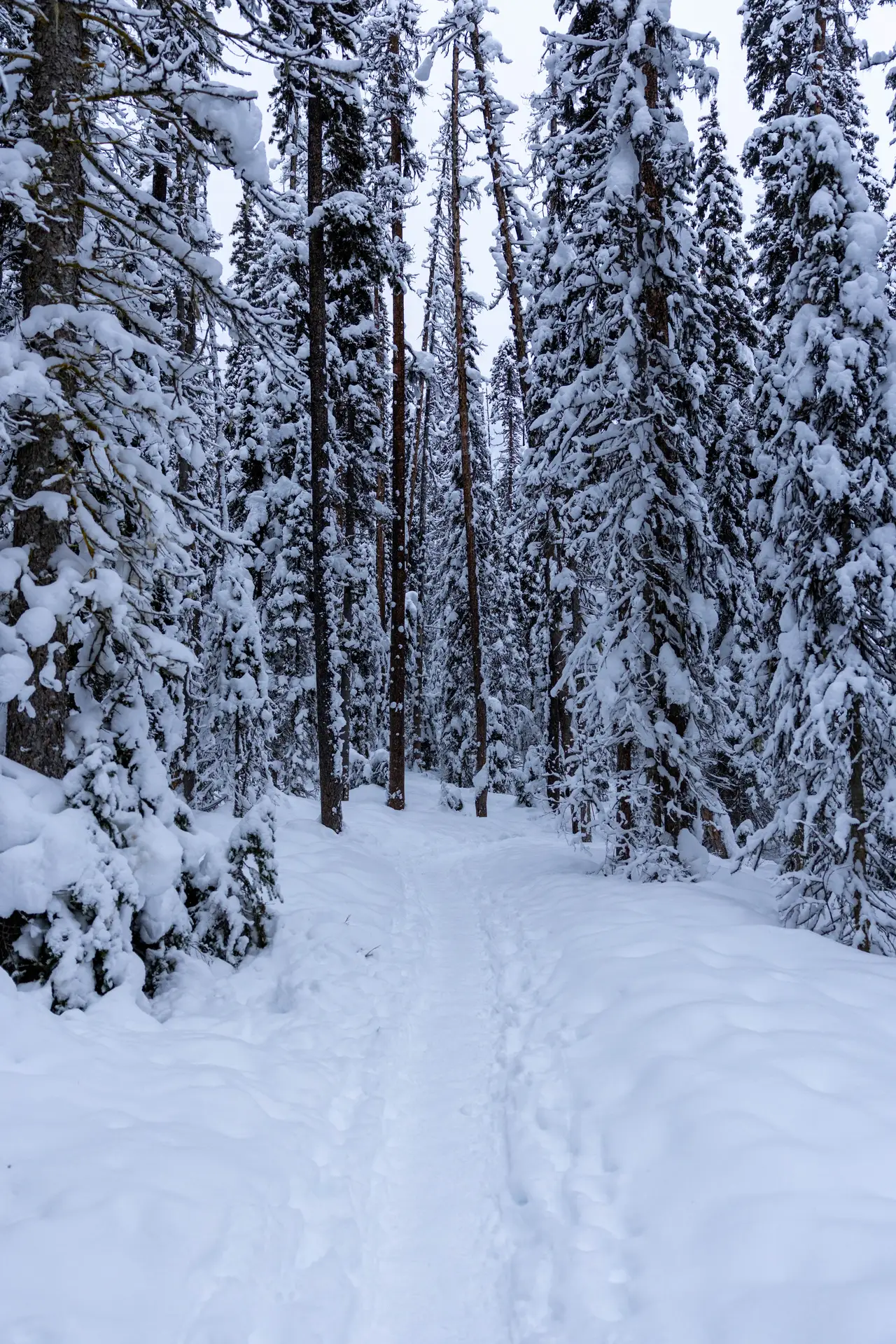 Fine-art photograph, “Snowy Banff Forest in Vertical - 5M2A9515.JPG,” from the British Columbia - Banff collection.