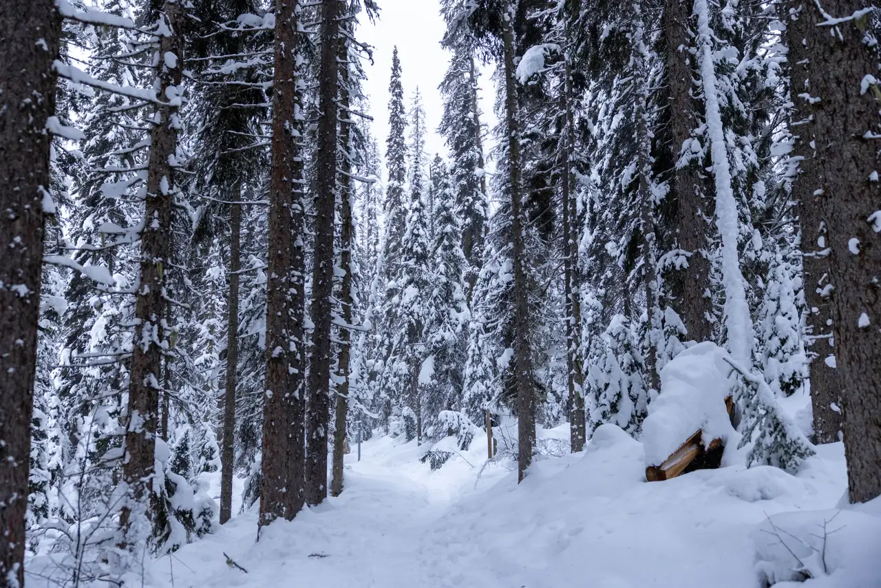 Fine-art photograph, “Snowy Banff Forest - 5M2A9524.JPG,” from the British Columbia - Banff collection.