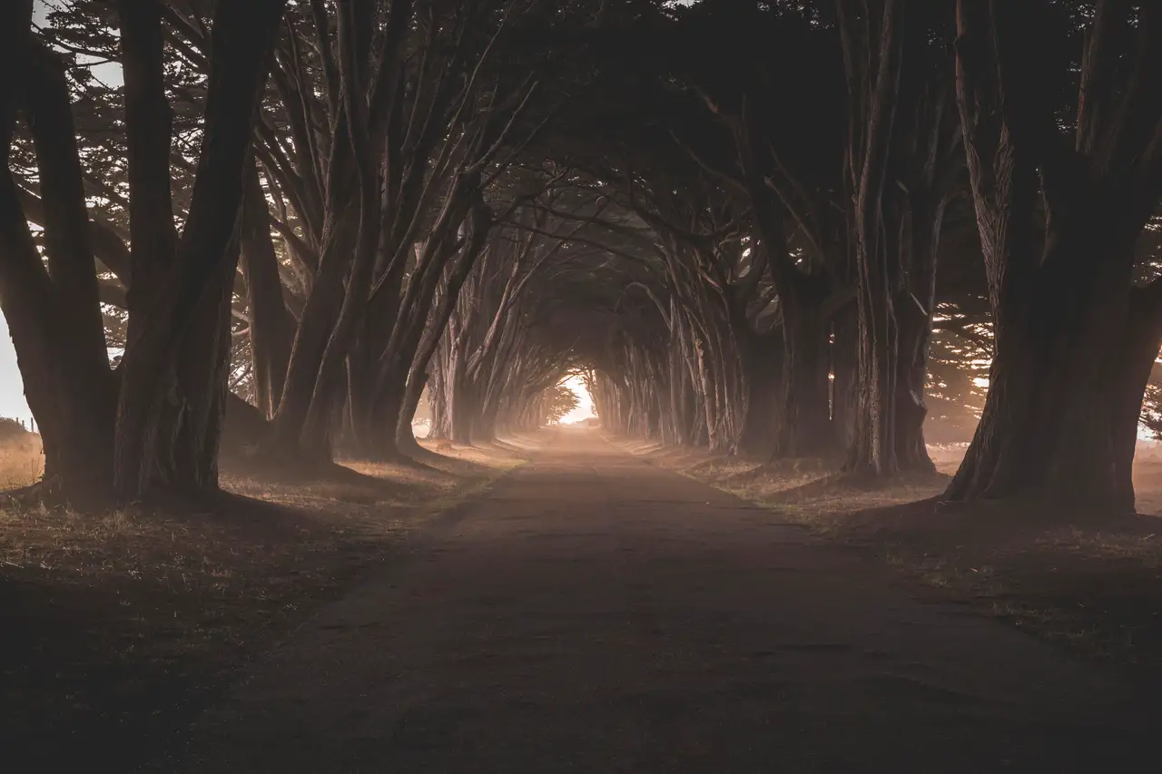 Fine-art photograph, “Cypress Tunnel, First Color - 5DM41998.JPG,” from the California - Non City - Nature collection.