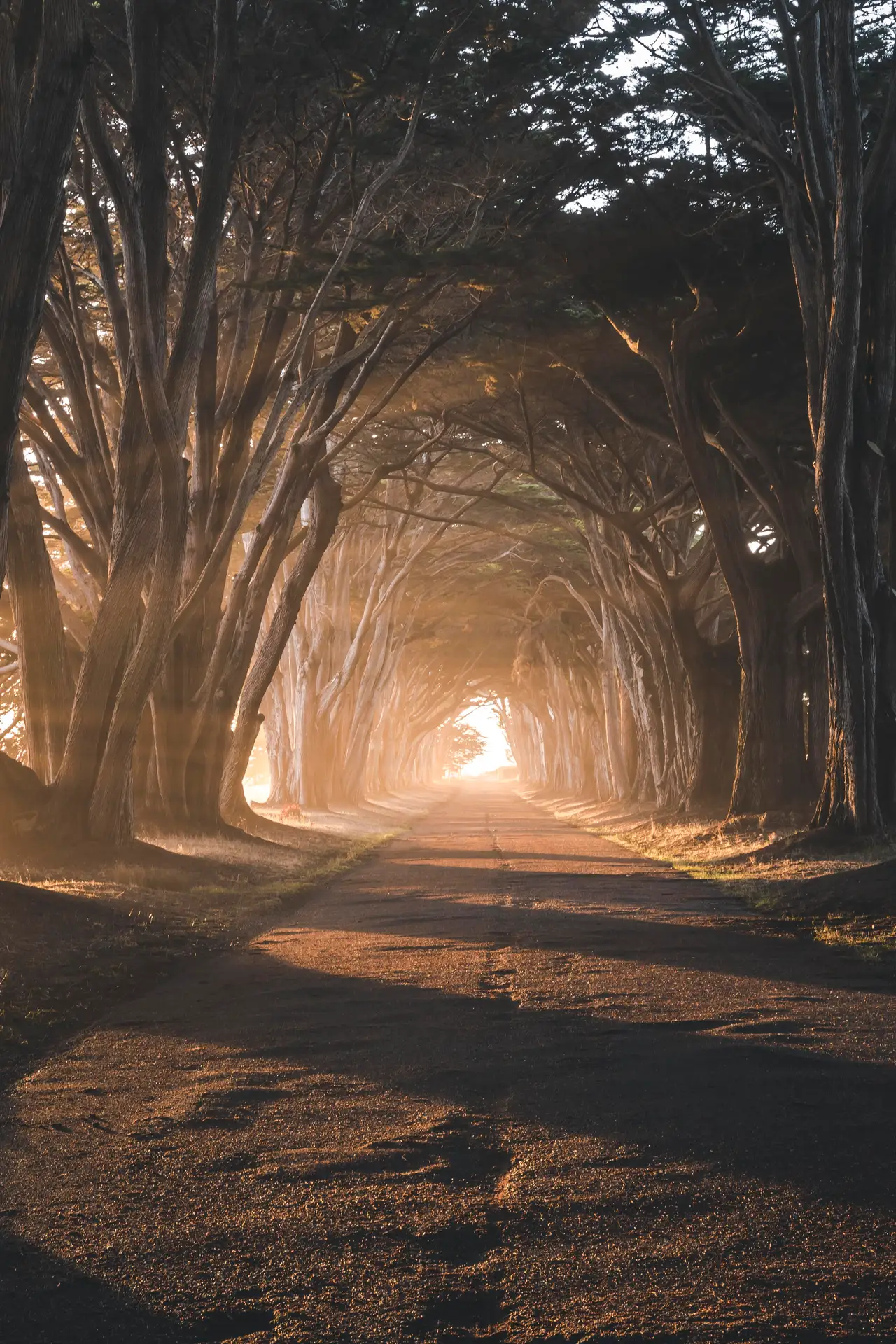 Fine-art photograph, “Cypress Tunnel, First Color - 5DM42075.JPG,” from the California - Non City - Nature collection.
