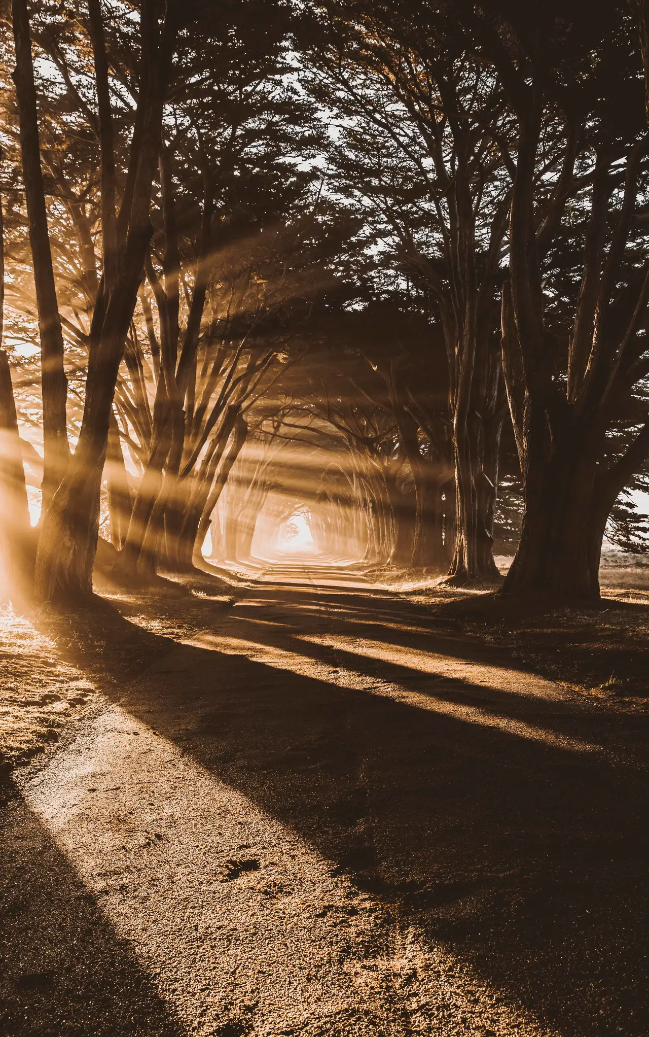 Fine-art photograph, “Cypress Tunnel, Golden Hour, Pacific Calm - 5DM42156.JPG,” from the California - Non City - Nature collection.
