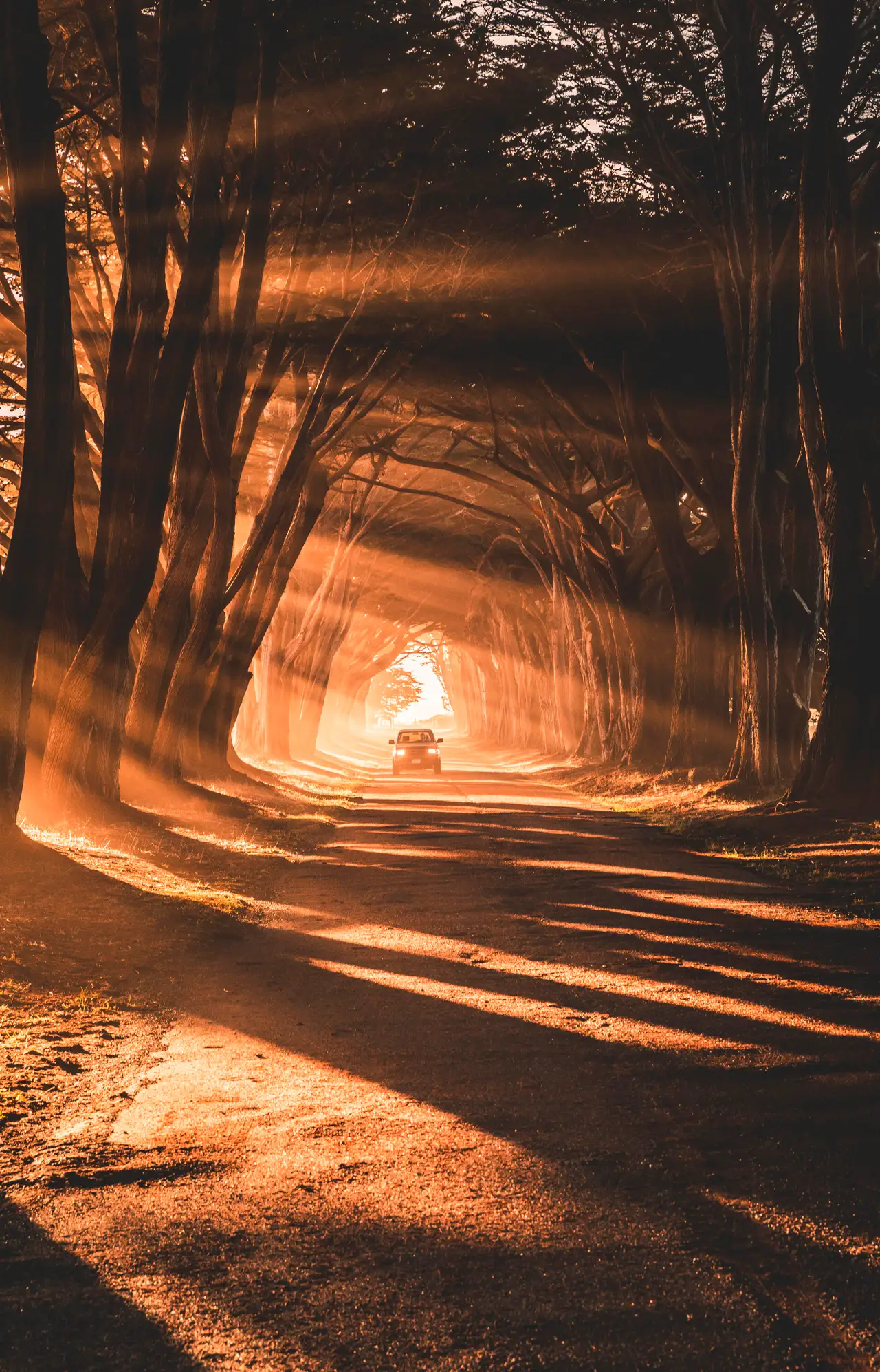 Fine-art photograph, “Cypress Tunnel, Golden Hour, Blue Silence - 5DM42174.JPG,” from the California - Non City - Nature collection.