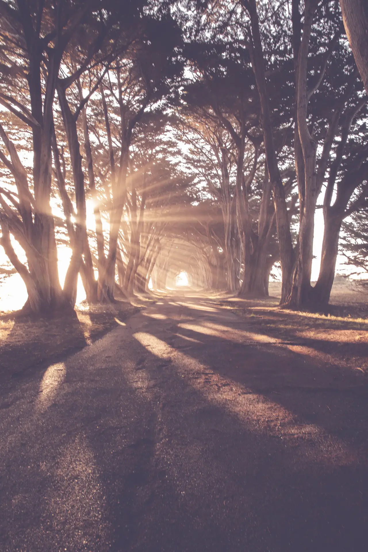 Fine-art photograph, “Cypress Tunnel, Golden Hour, Evening Current - 5DM42233.JPG,” from the California - Non City - Nature collection.