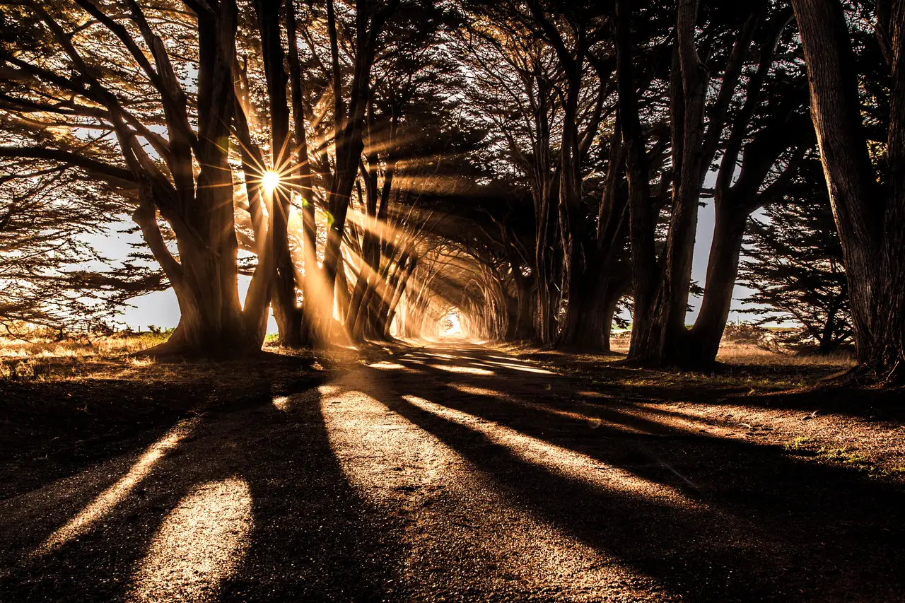 Fine-art photograph, “Cypress Tunnel, Golden Hour, Quiet Distance - 5DM42242-2.JPG,” from the California - Non City - Nature collection.