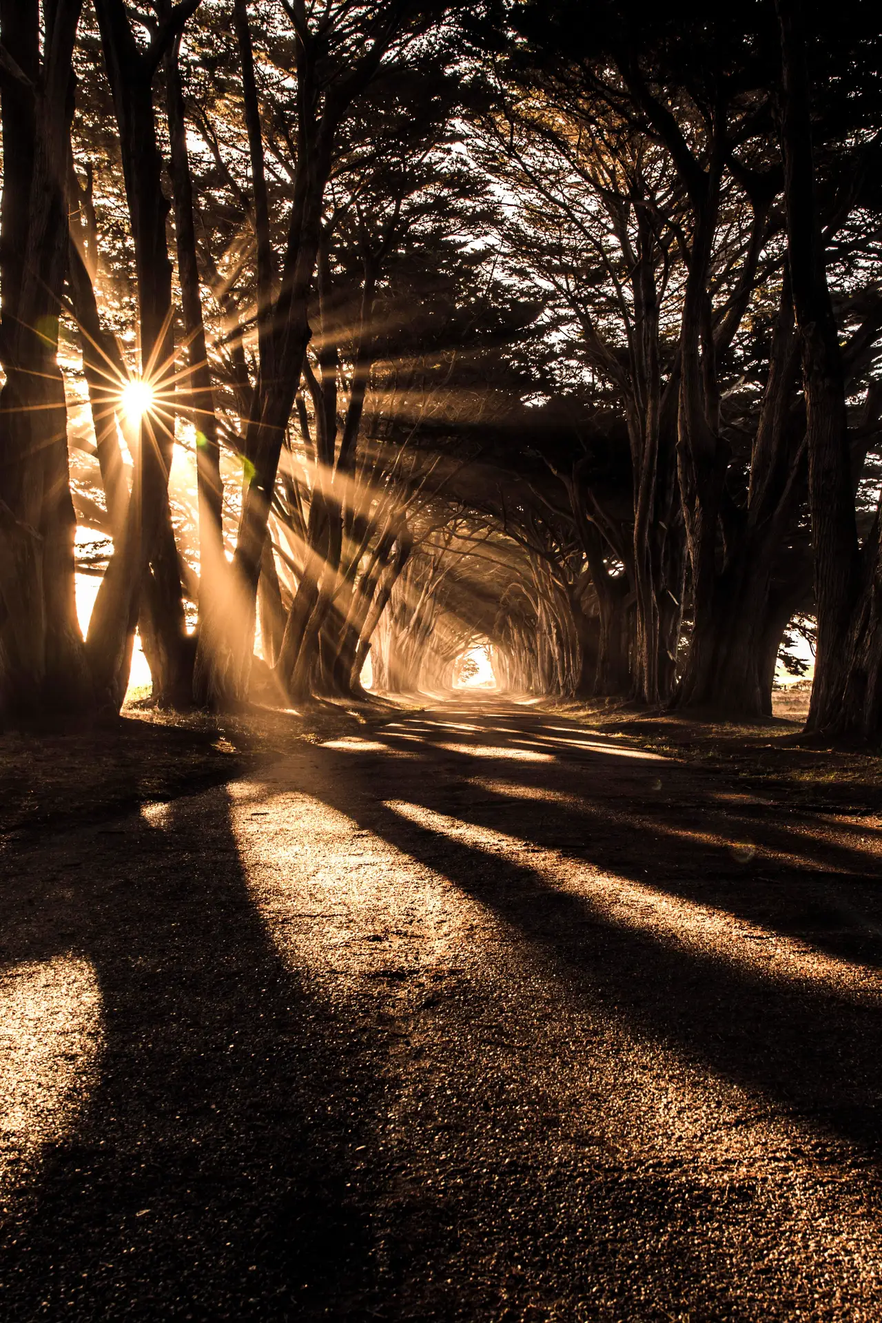 Fine-art photograph, “Cypress Tunnel, Golden Hour, Between Storms - 5DM42242.JPG,” from the California - Non City - Nature collection.