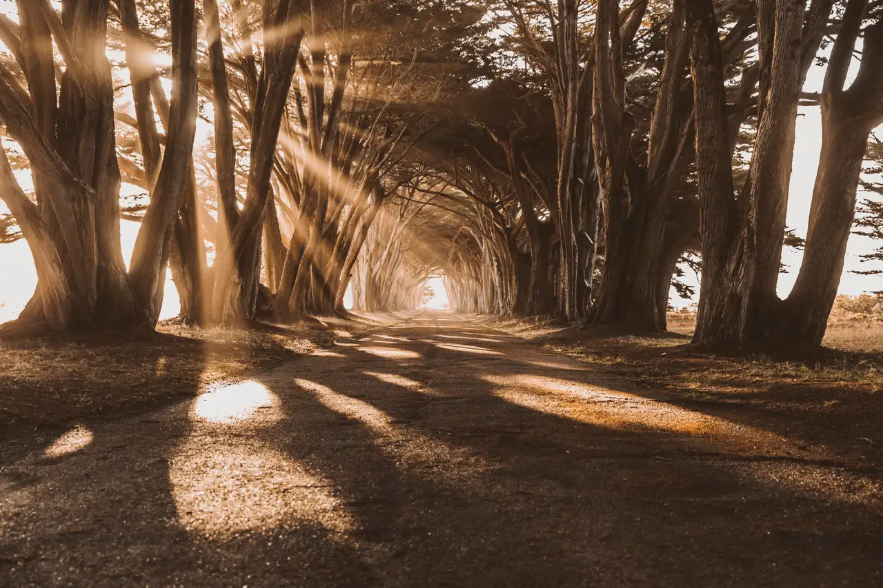 Fine-art photograph, “Cypress Tunnel, Golden Hour, Evening Current - 5DM42246.JPG,” from the California - Non City - Nature collection.