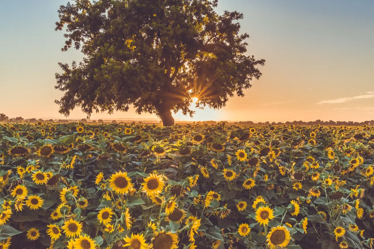 Fine-art photograph, “California Sunflower Field, Weathered Light - 5DM42805.JPG,” from the California - Non City - Nature collection.