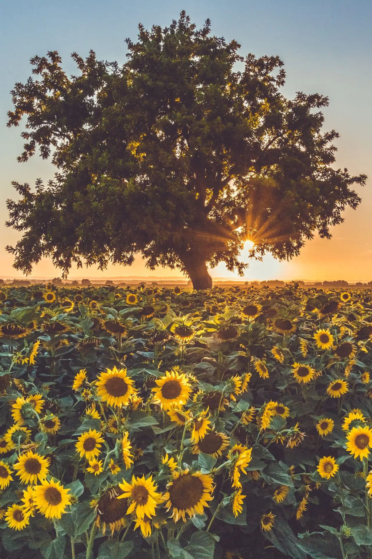 Fine-art photograph, “California Sunflower Field, Between Storms - 5DM42807a.JPG,” from the California - Non City - Nature collection.