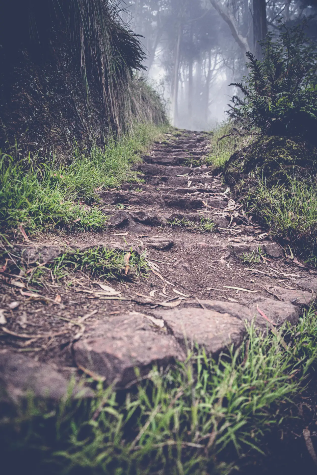 Fine-art photograph, “Stone Steps in the Forest,” from the California Landscapes & Nature collection.