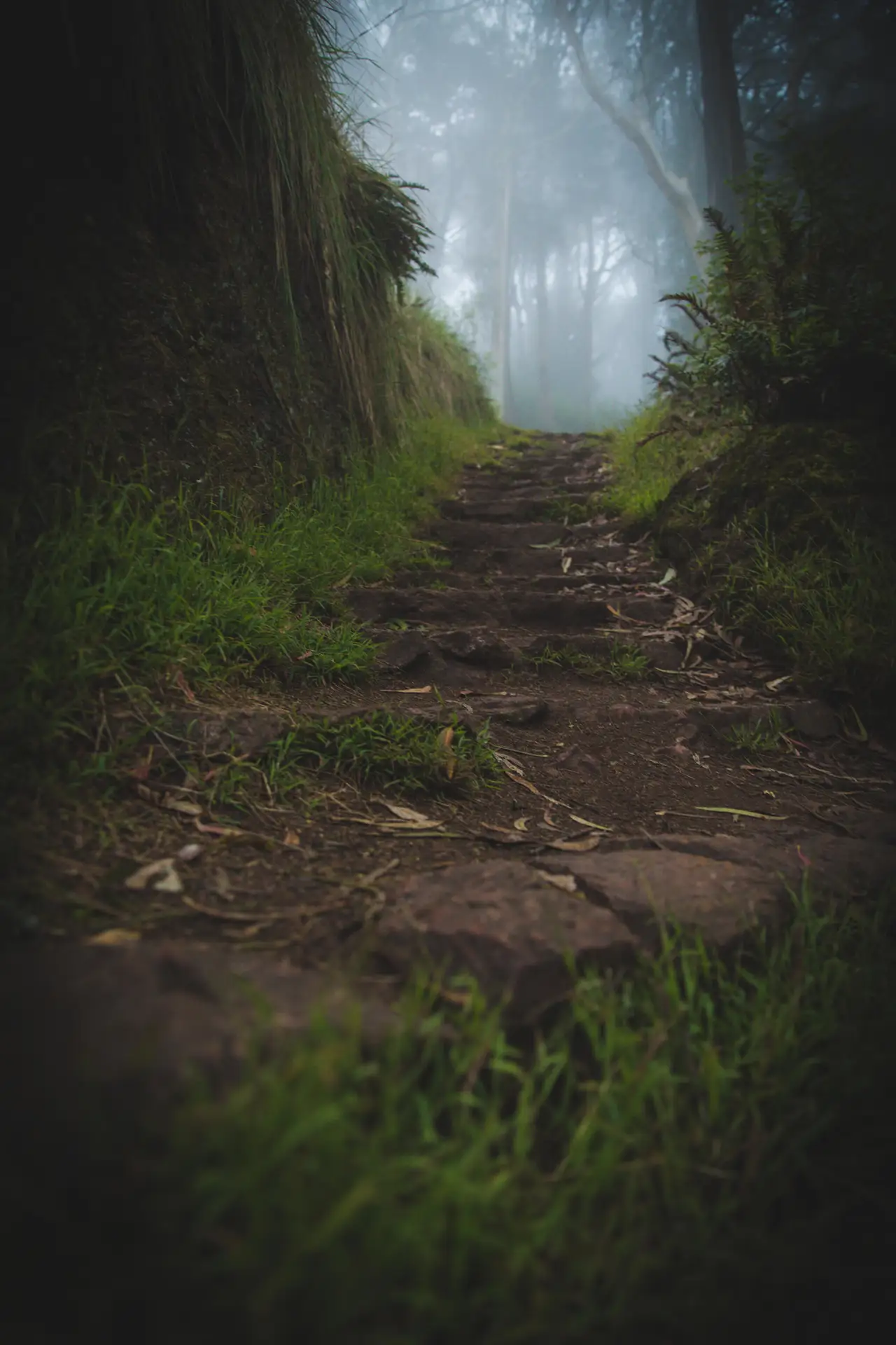 Foggy Trail Through the Forest, centered crop for 18 × 24 in.
