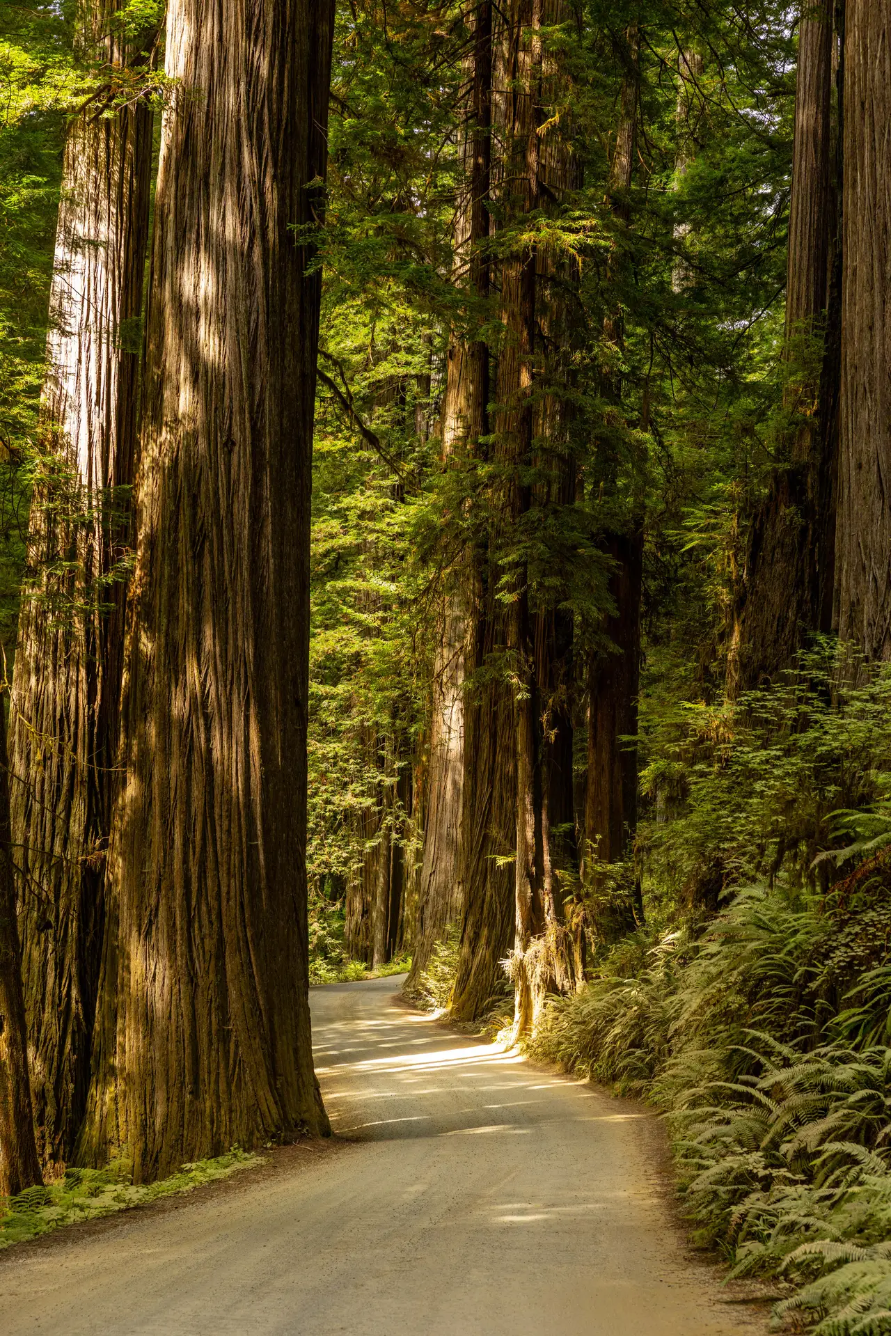 Fine-art photograph, “Redwood Trunks in Green Light - 5M2A4181.jpg,” from the California - Non City - Nature collection.