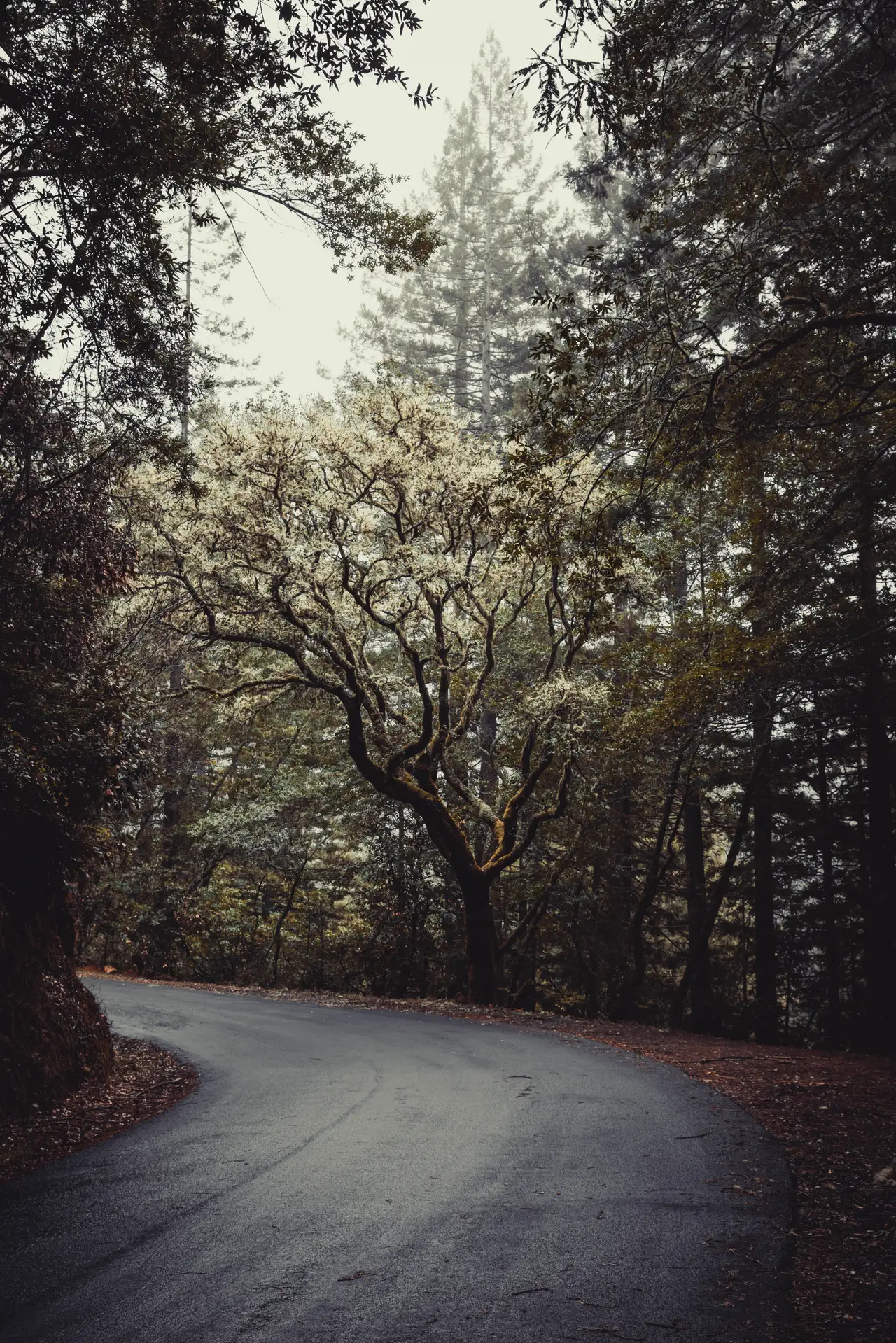 Fine-art photograph, “Redwood Road in Mist, First Color - _FIV9331.JPG,” from the California - Non City - Nature collection.
