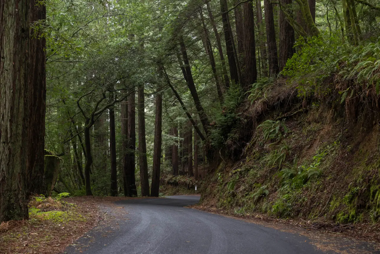 Fine-art photograph, “Redwood Grove After Rain, Long View - _FIV9355.JPG,” from the California - Non City - Nature collection.