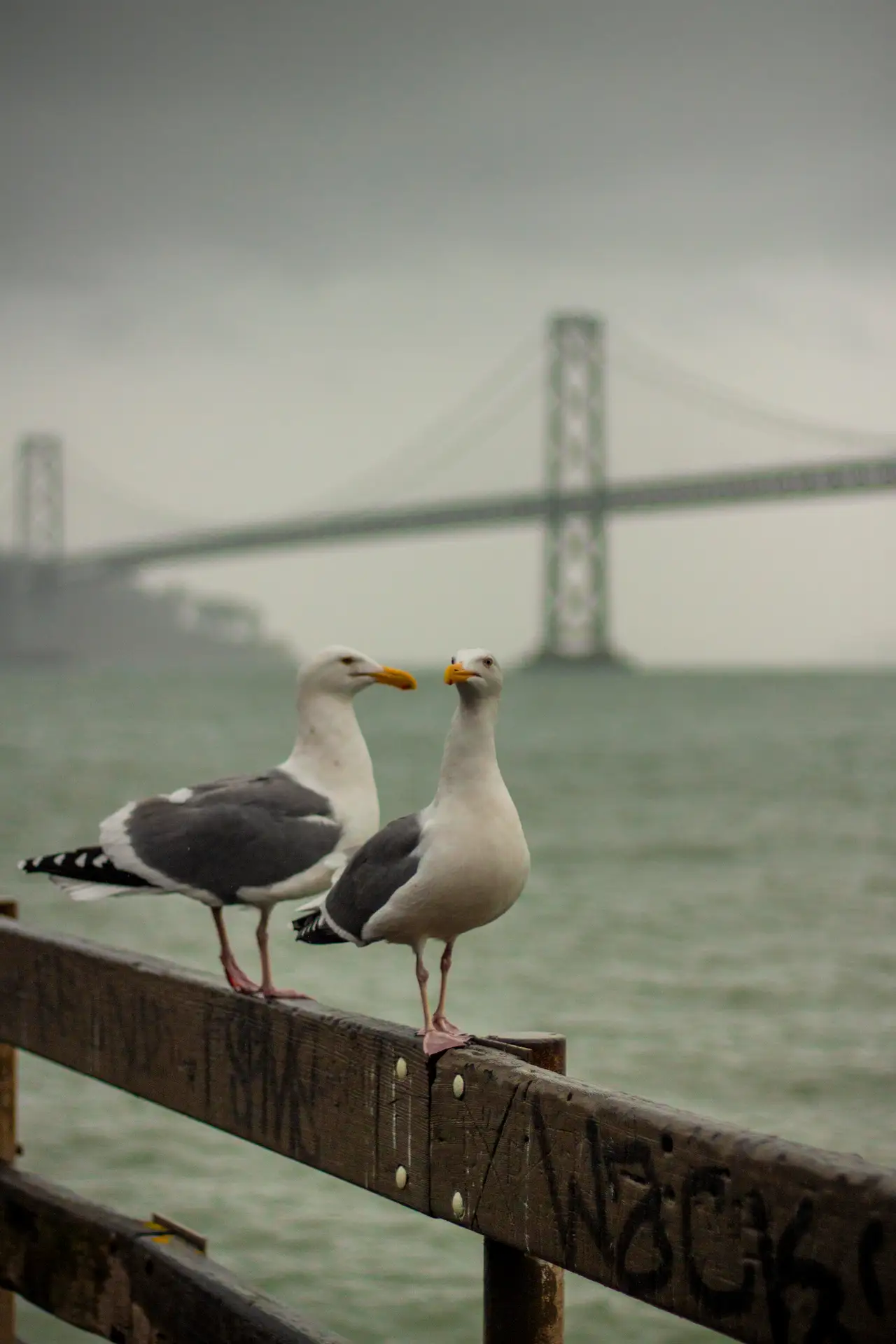 Fine-art photograph, “Bay Bridge Seagulls, Distant Glow - IMG_3133.JPG,” from the California - SF - City collection.