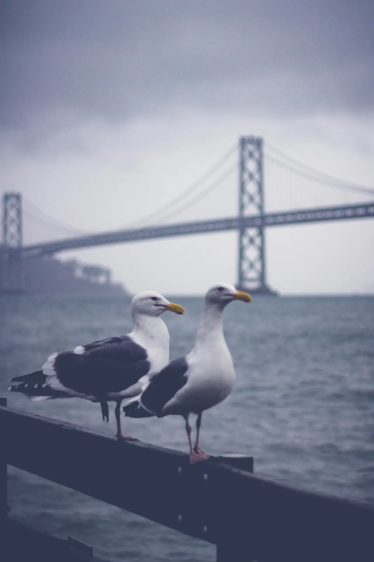 Fine-art photograph, “Bay Bridge Seagulls, Tower Light - IMG_3134.JPG,” from the California - SF - City collection.
