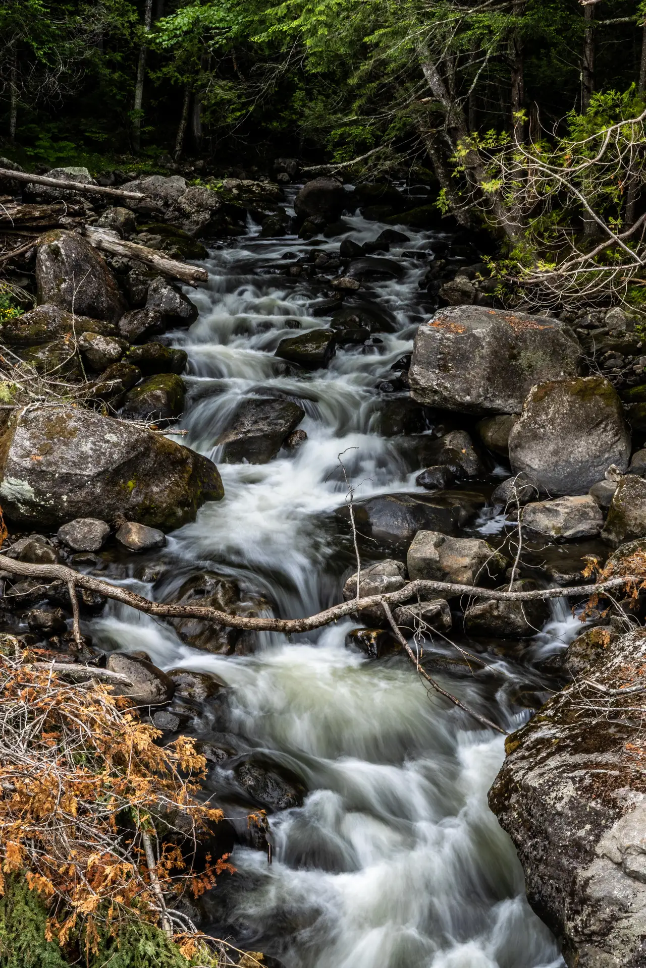 Fine-art photograph, “Maine Forest Stream, Weathered Light - 5M2A1810.jpg,” from the Maine collection.
