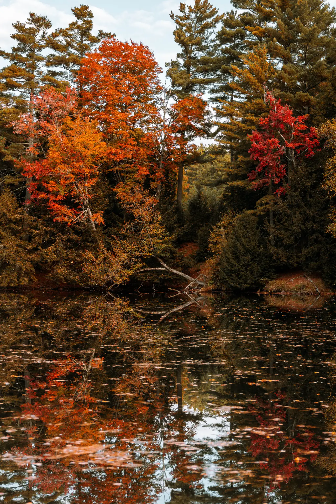 Fine-art photograph, “Adirondack Creek Through Autumn Leaves - 5M2A0561.JPG,” from the New York State collection.