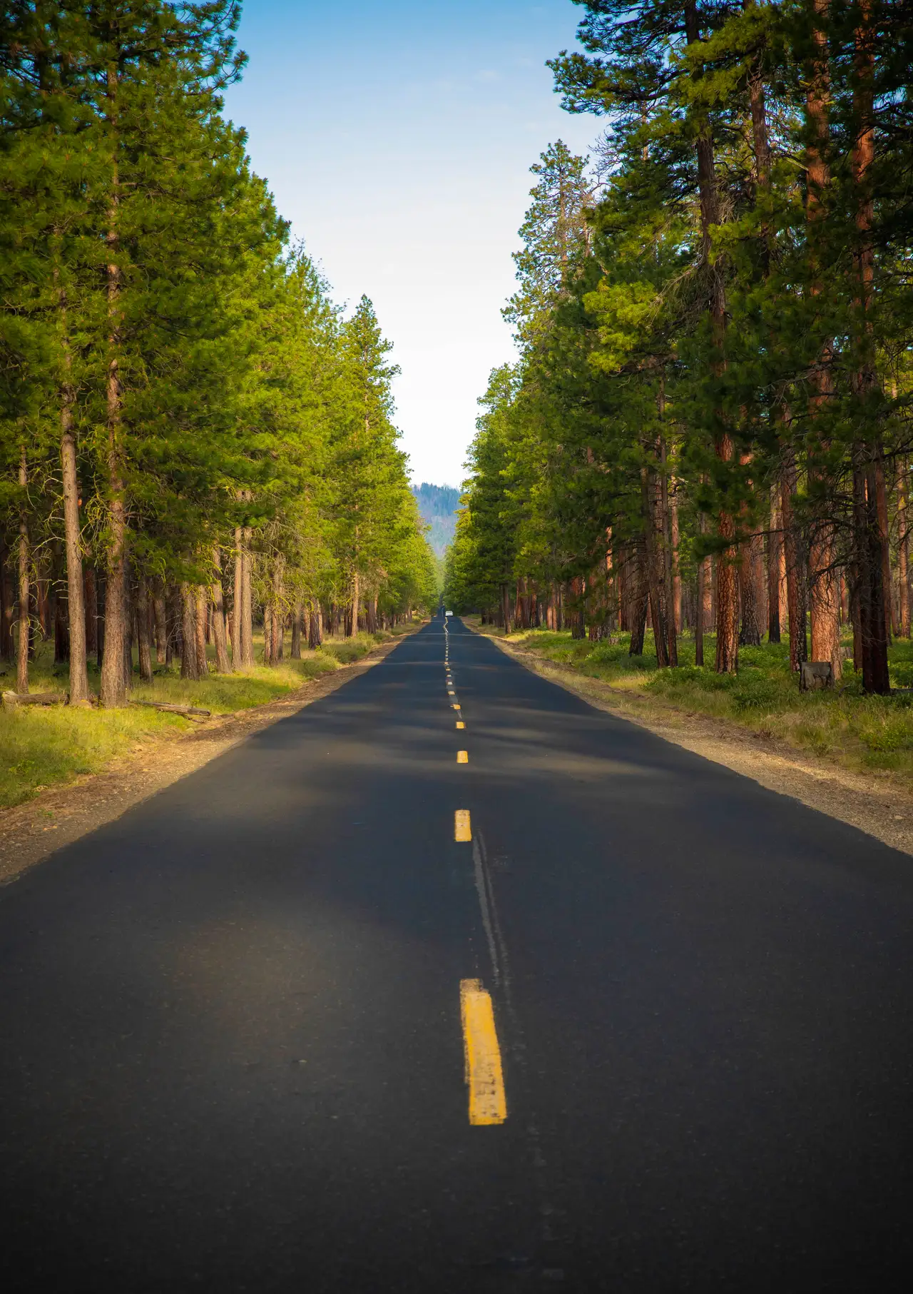 Fine-art photograph, “Central Oregon Forest Road - 5DM40033.JPG,” from the Oregon collection.