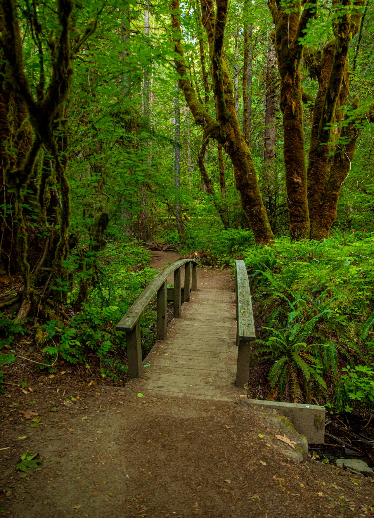 Fine-art photograph, “Oregon Forest Path to a Waterfall - 5DM49895.JPG,” from the Oregon collection.