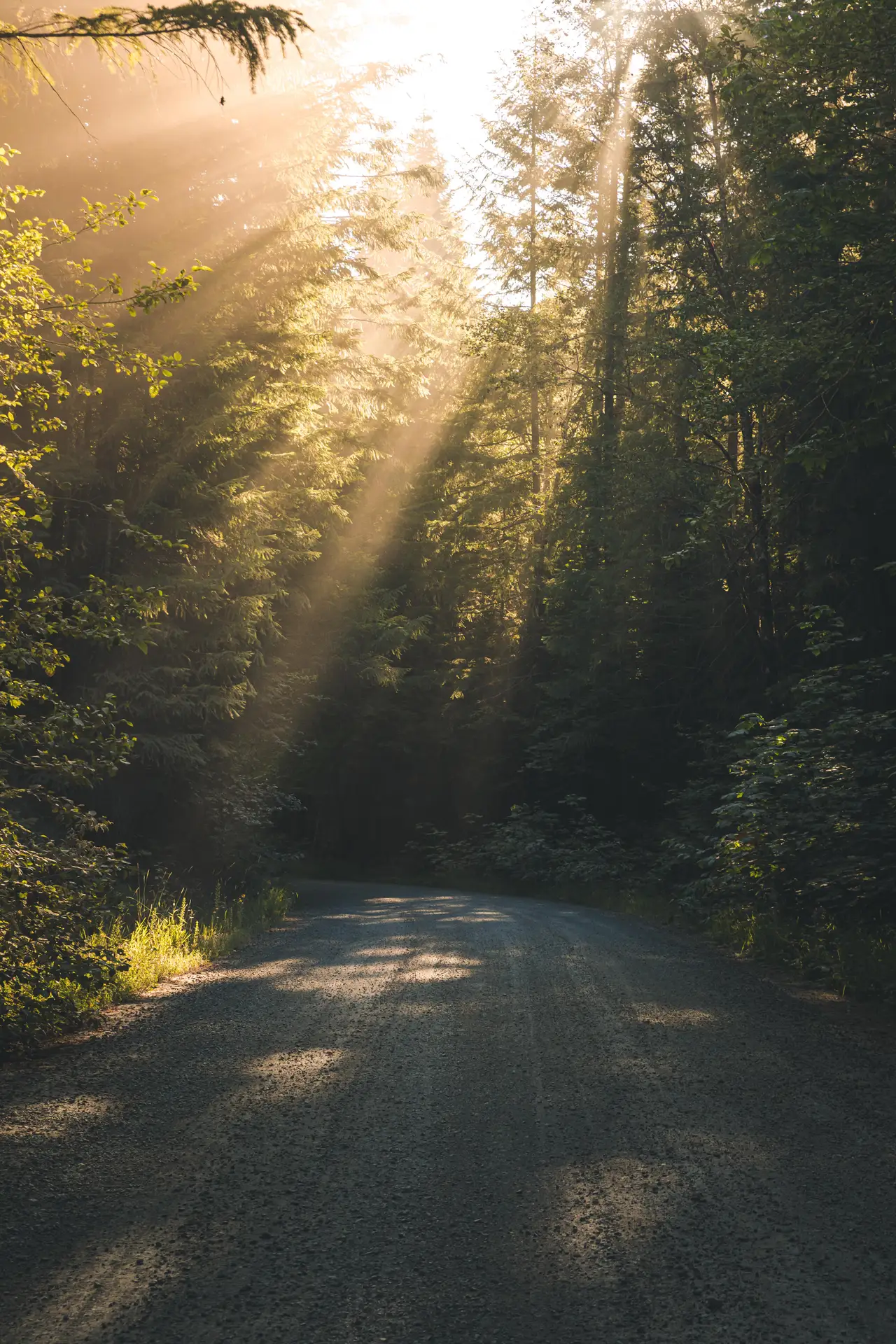 Fine-art photograph, “Sunlit Road Through the Forest,” from the Oregon collection.