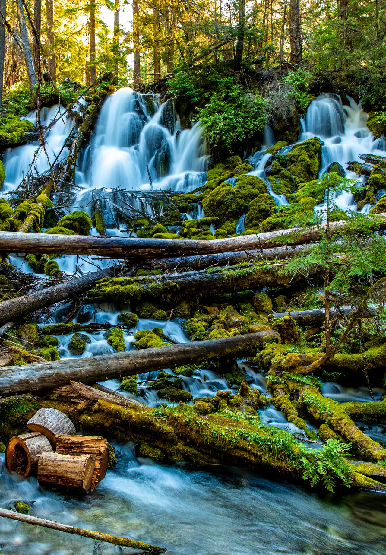 Fine-art photograph, “Oregon Forest Cascade over Fallen Logs - 5DM49932.JPG,” from the Oregon collection.