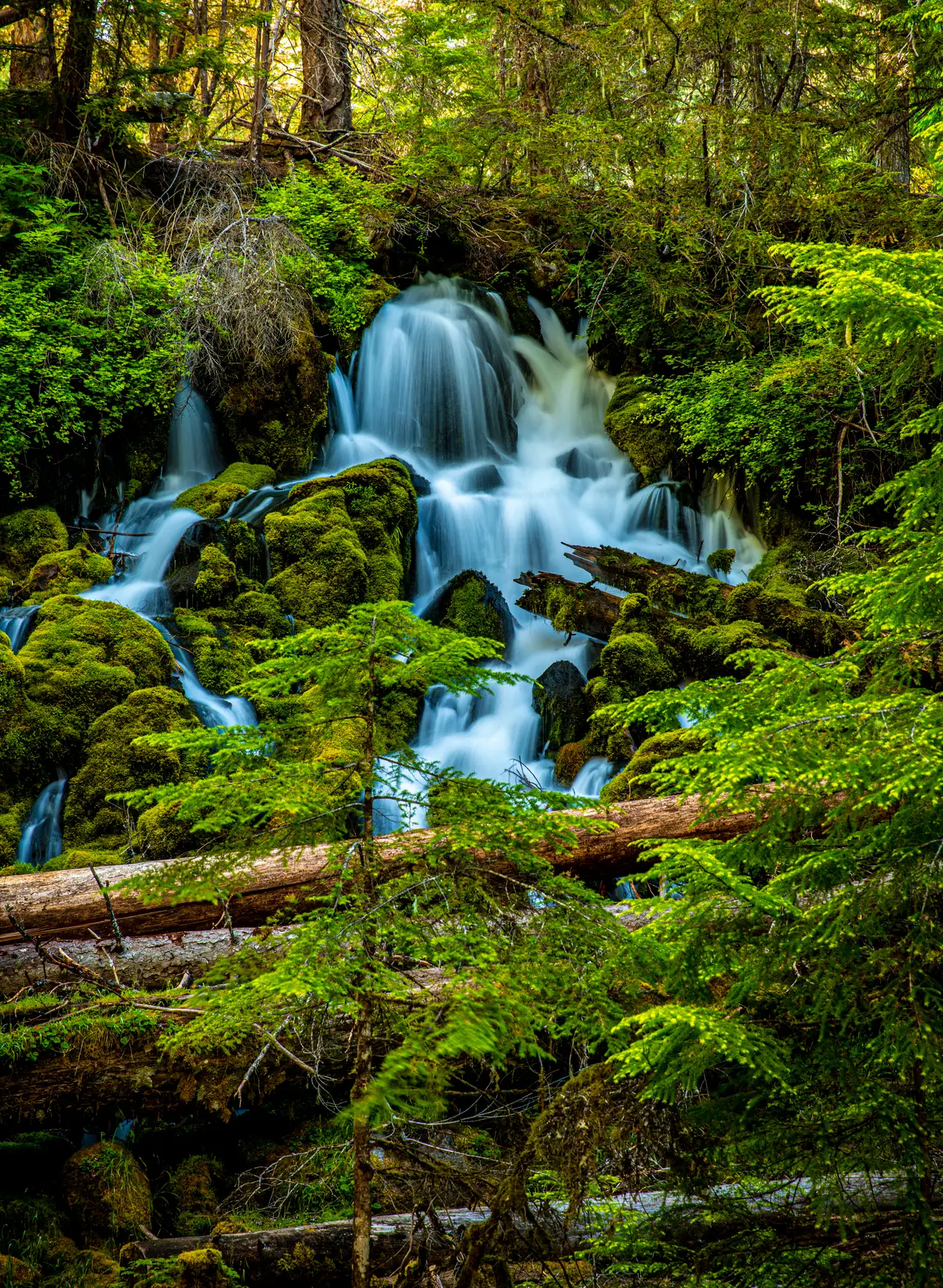 Fine-art photograph, “Oregon Forest Cascade in Ferns - 5DM49937.JPG,” from the Oregon collection.