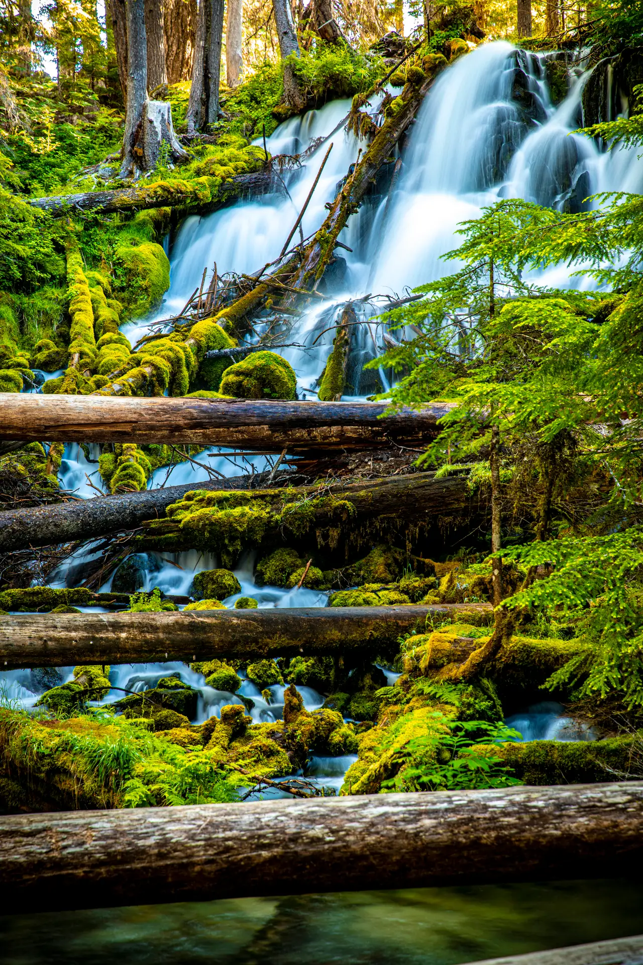 Fine-art photograph, “Oregon Forest Cascade Through the Trees - 5DM49944.JPG,” from the Oregon collection.