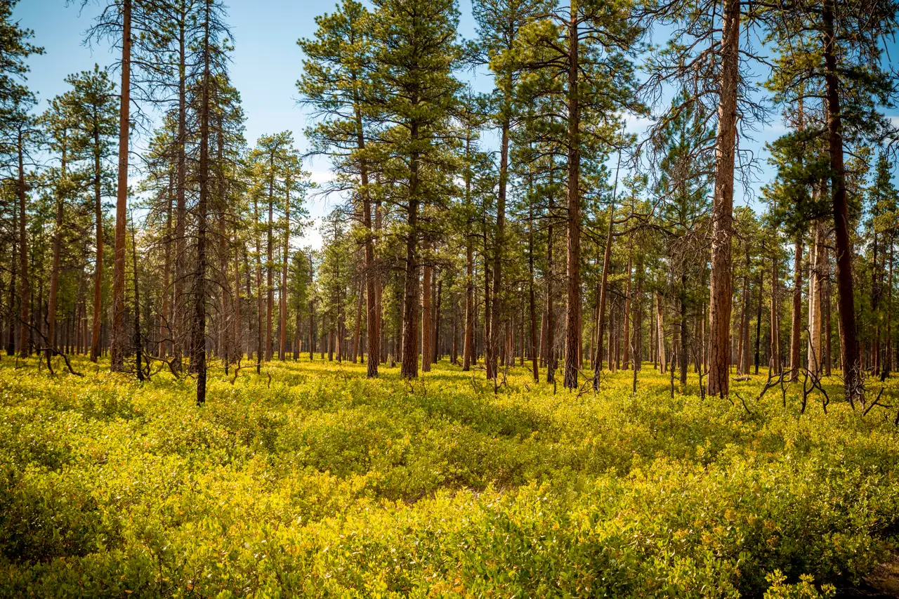 Fine-art photograph, “Sunlit Central Oregon Pine Forest - 5DM49969.JPG,” from the Oregon collection.