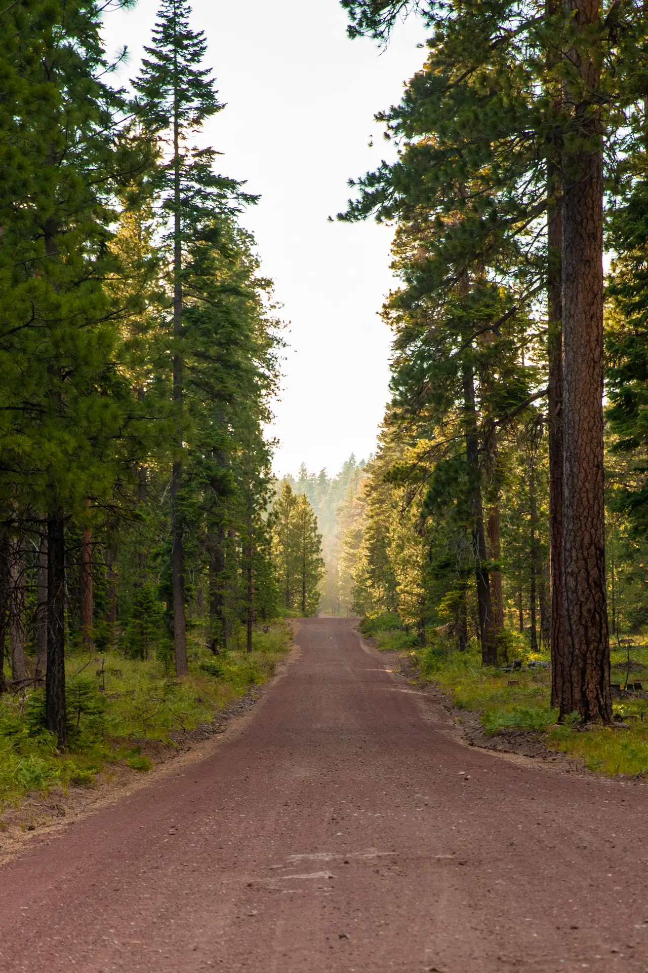 Forest Road in Vertical Light, centered crop for 18 × 24 in.