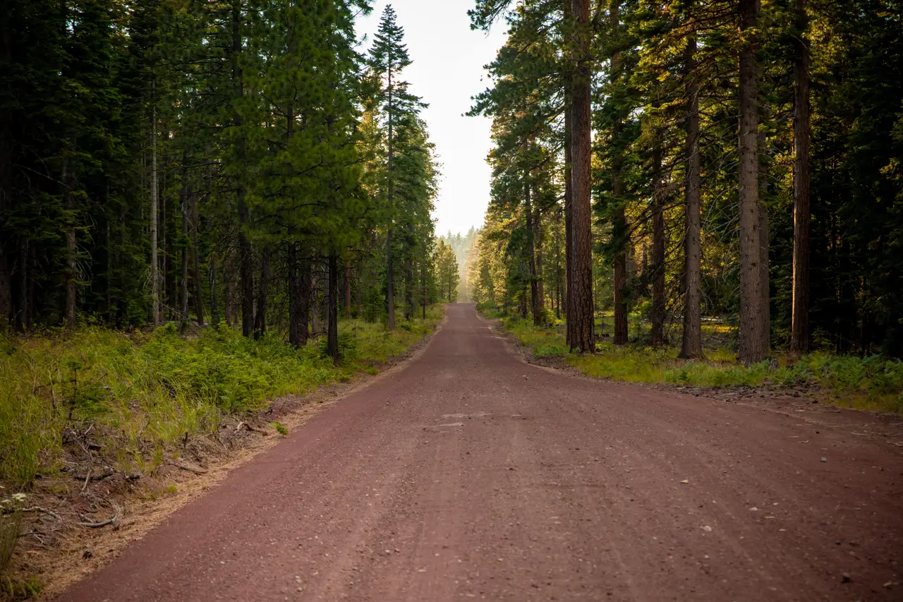 Fine-art photograph, “Forest Road in Late Light,” from the Oregon collection.