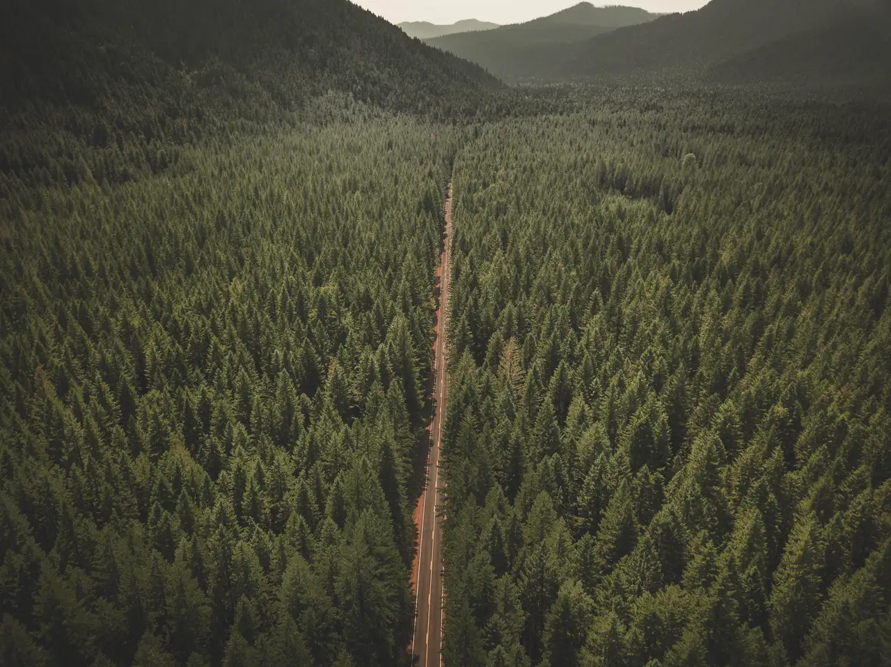 Fine-art photograph, “Oregon Forest Road Through Pines - DJI_0077.JPG,” from the Oregon collection.