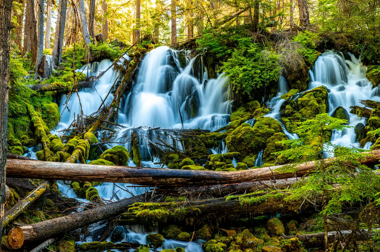 Forest Waterfall and Fallen Logs, centered crop for 18 × 24 in.