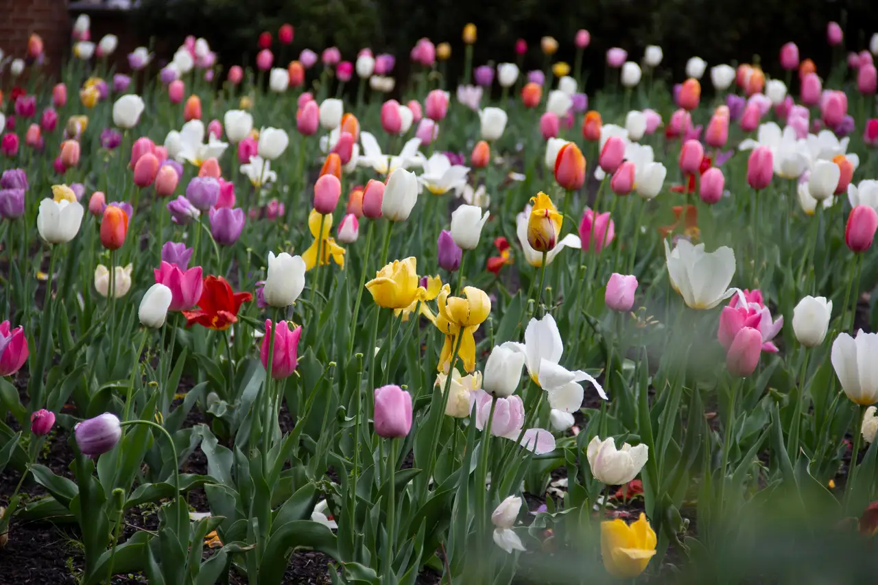 Fine-art photograph, “Spring Tulip Field - IMG 5728,” from the Random - Nature collection.