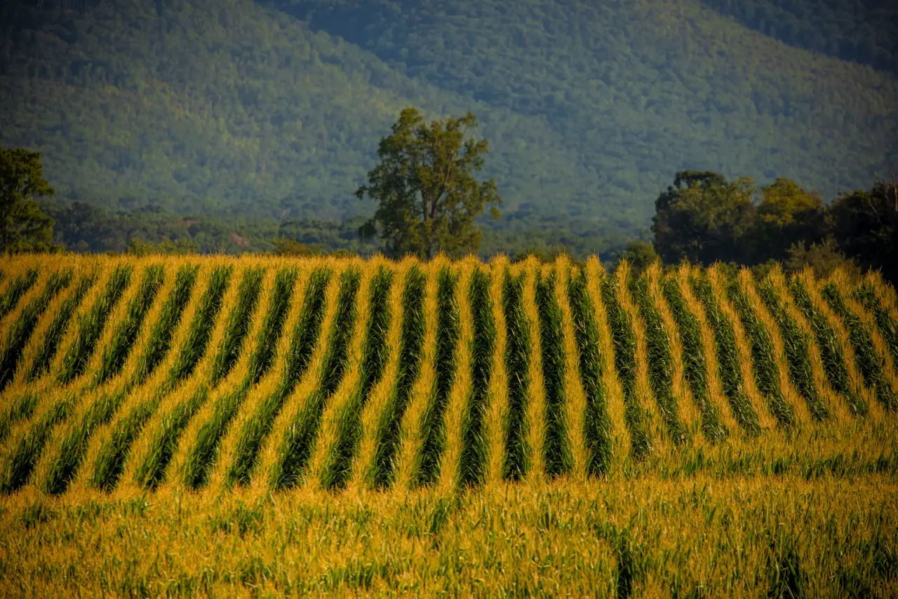 Fine-art photograph, “Virginia Vineyard Rows - FIV2145,” from the Virginia - non city collection.