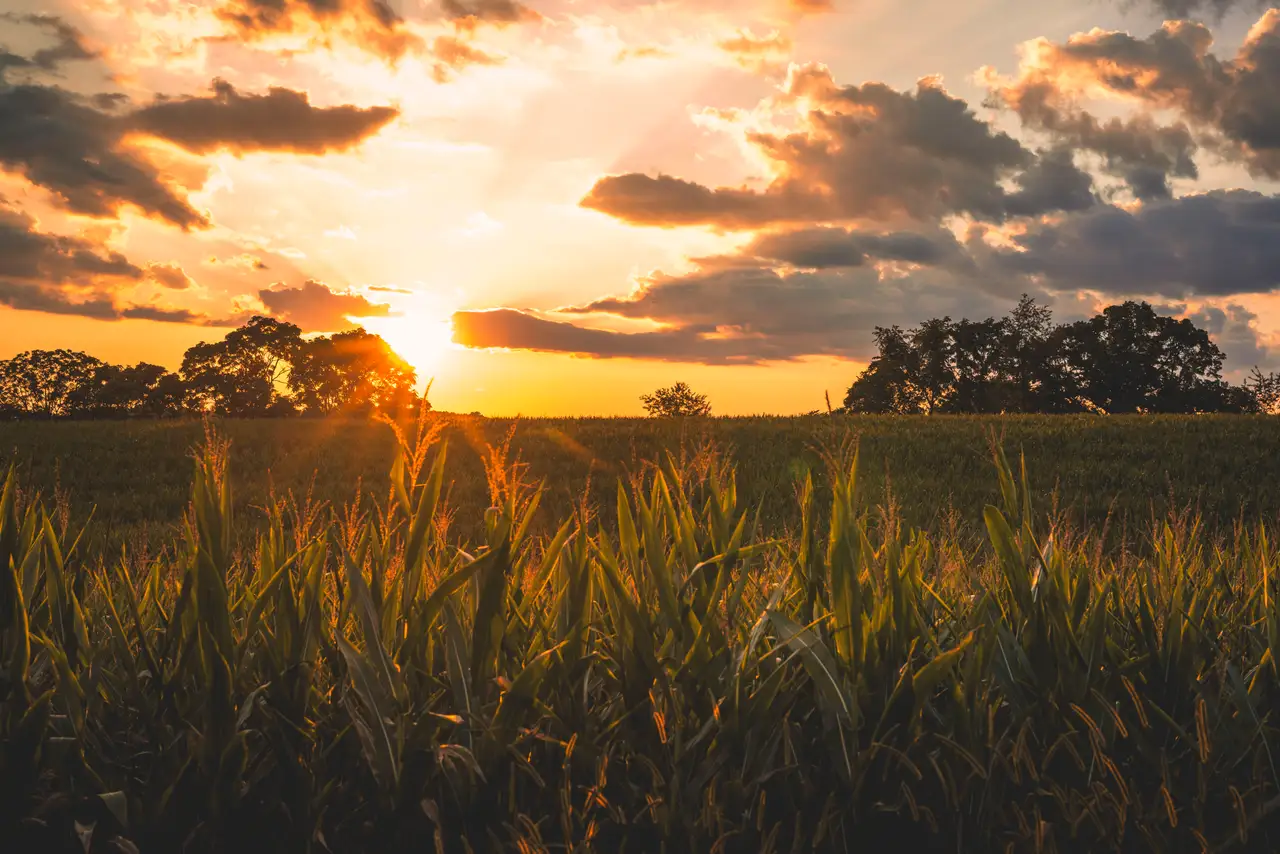 Fine-art photograph, “Virginia Golden Field at Sunset - FIV2291,” from the Virginia - non city collection.