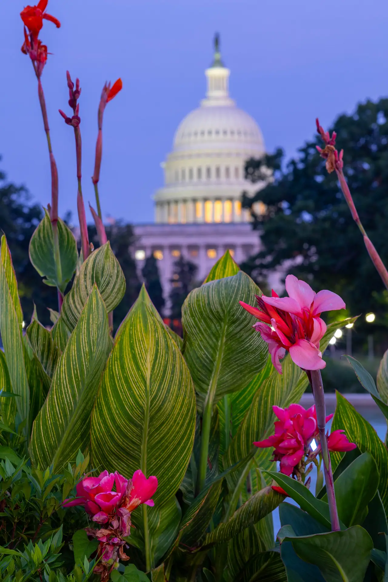 Fine-art photograph, “U.S. Capitol and Pink Garden Flowers - FIV6367,” from the Washington D.C. collection.