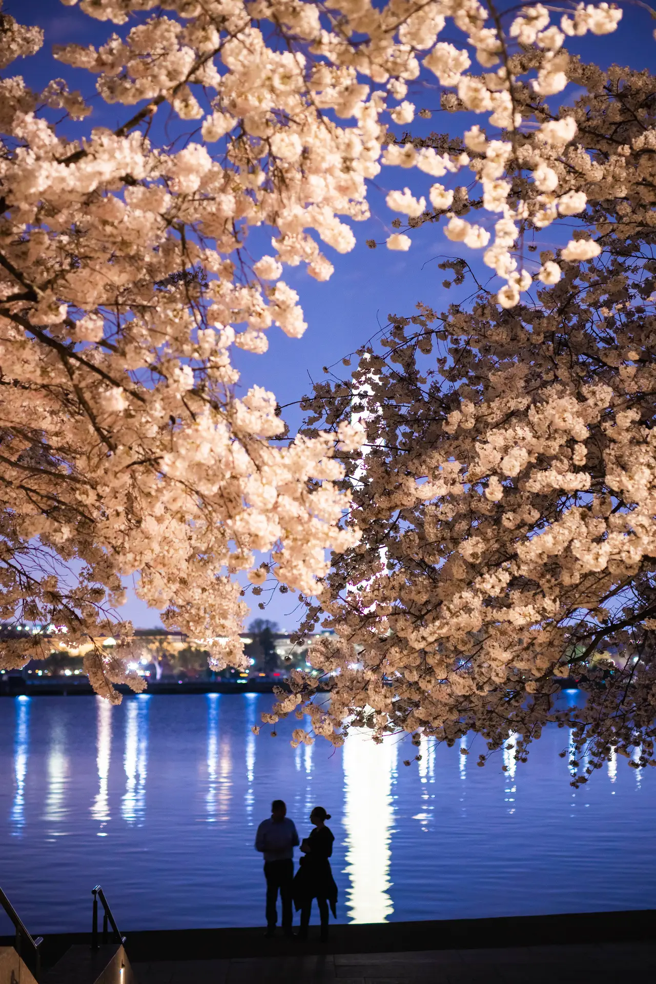 Fine-art photograph, “Cherry Blossoms Along the Tidal Basin - RFIV6008,” from the Washington D.C. collection.