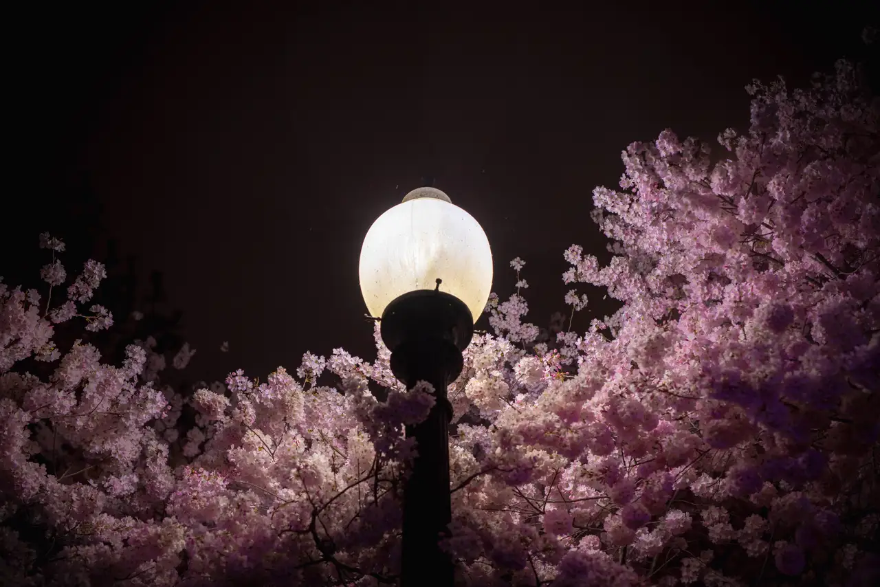 Fine-art photograph, “Cherry Blossoms and a Capitol Hill Streetlamp - RFIV6076,” from the Washington D.C. collection.