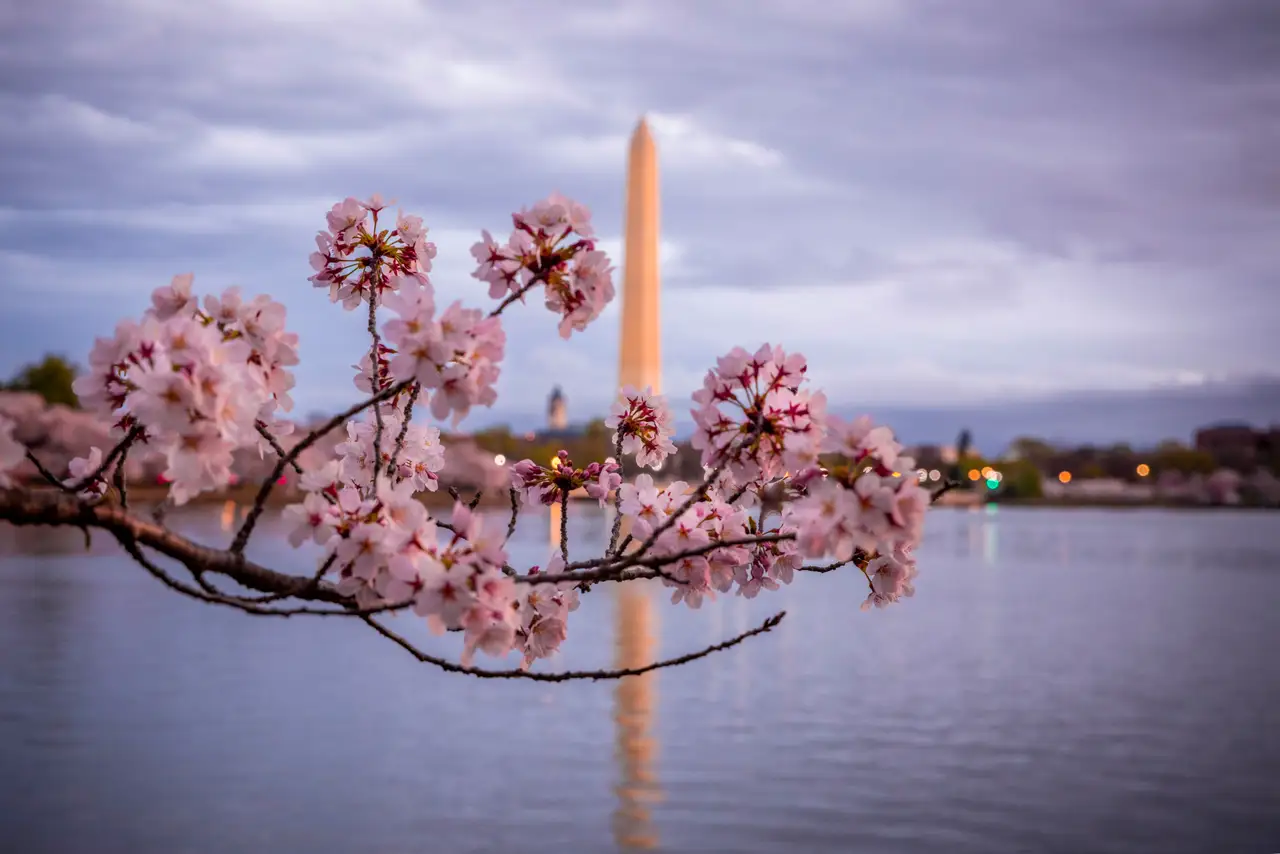 Fine-art photograph, “Washington Monument Framed by Cherry Blossoms, Windows at Dusk - RFIV6215,” from the Washington D.C. collection.