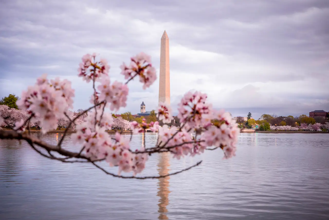 Fine-art photograph, “Washington Monument Framed by Cherry Blossoms, Night Passage - RFIV6241,” from the Washington D.C. collection.