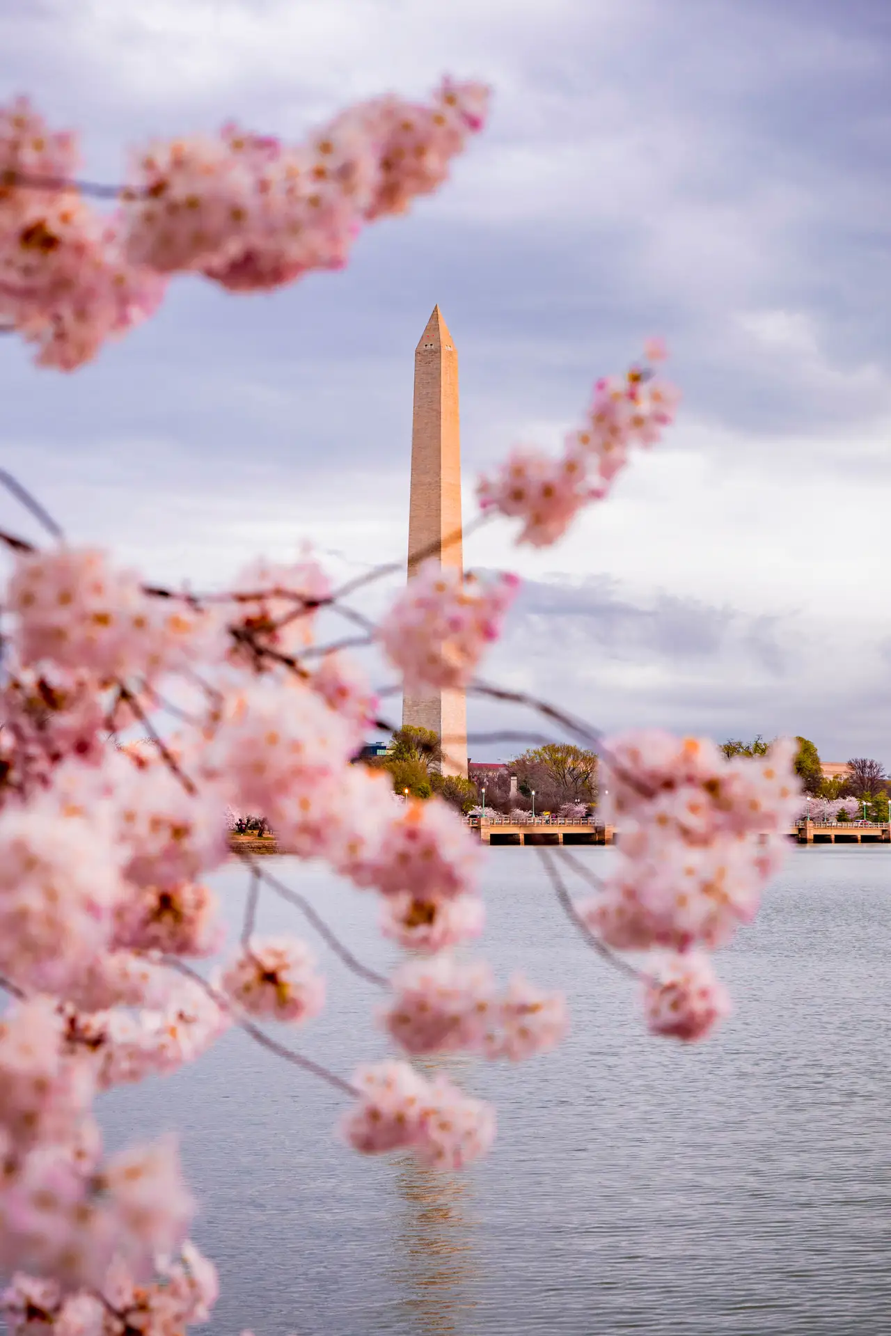Fine-art photograph, “Washington Monument and Cherry Blossoms at Blue Hour - RFIV6264,” from the Washington D.C. collection.