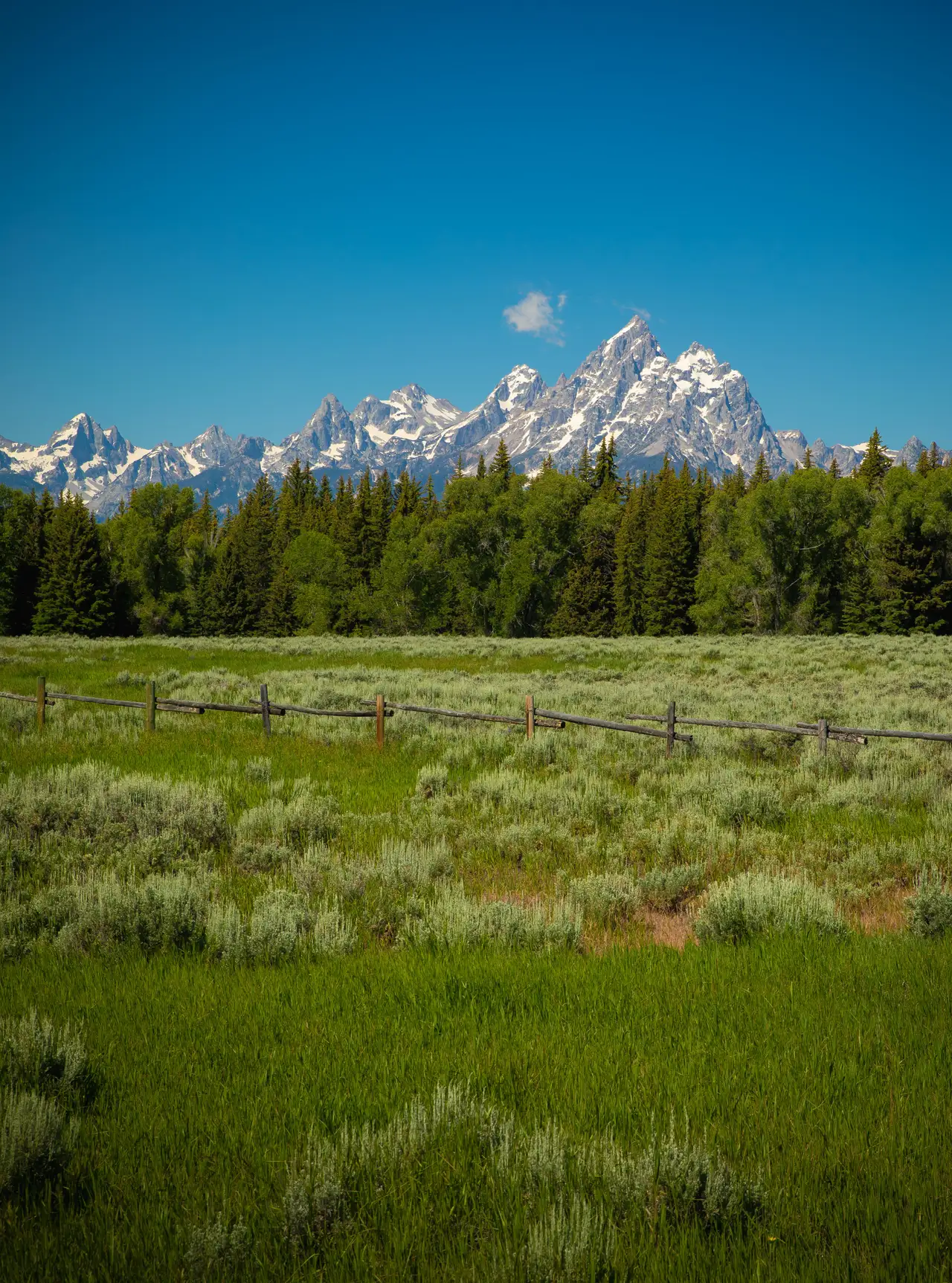 Tetons from the Summer Meadow, centered crop for 18 × 24 in.