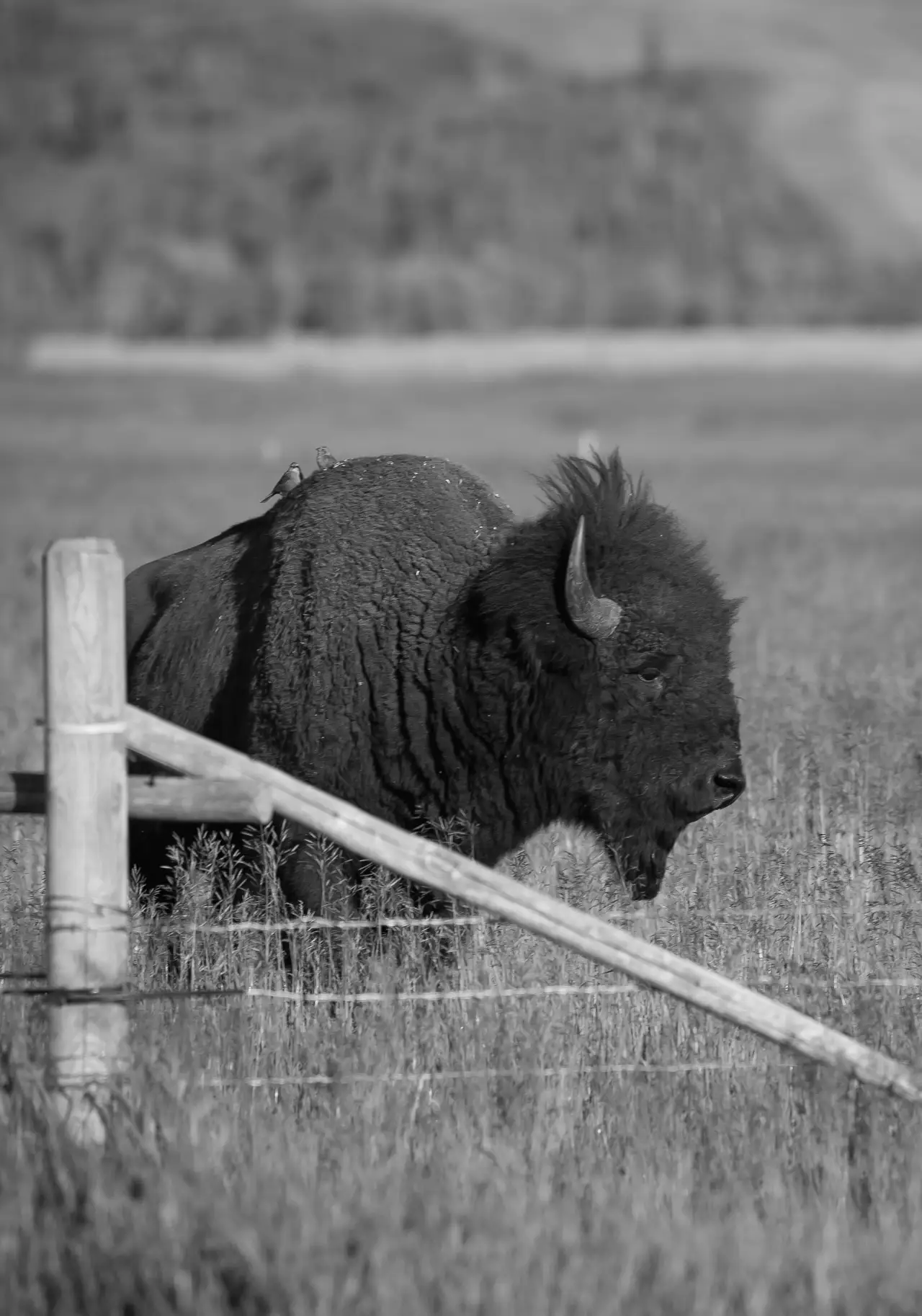 Black and White Bison Portrait, centered crop for 18 × 24 in.