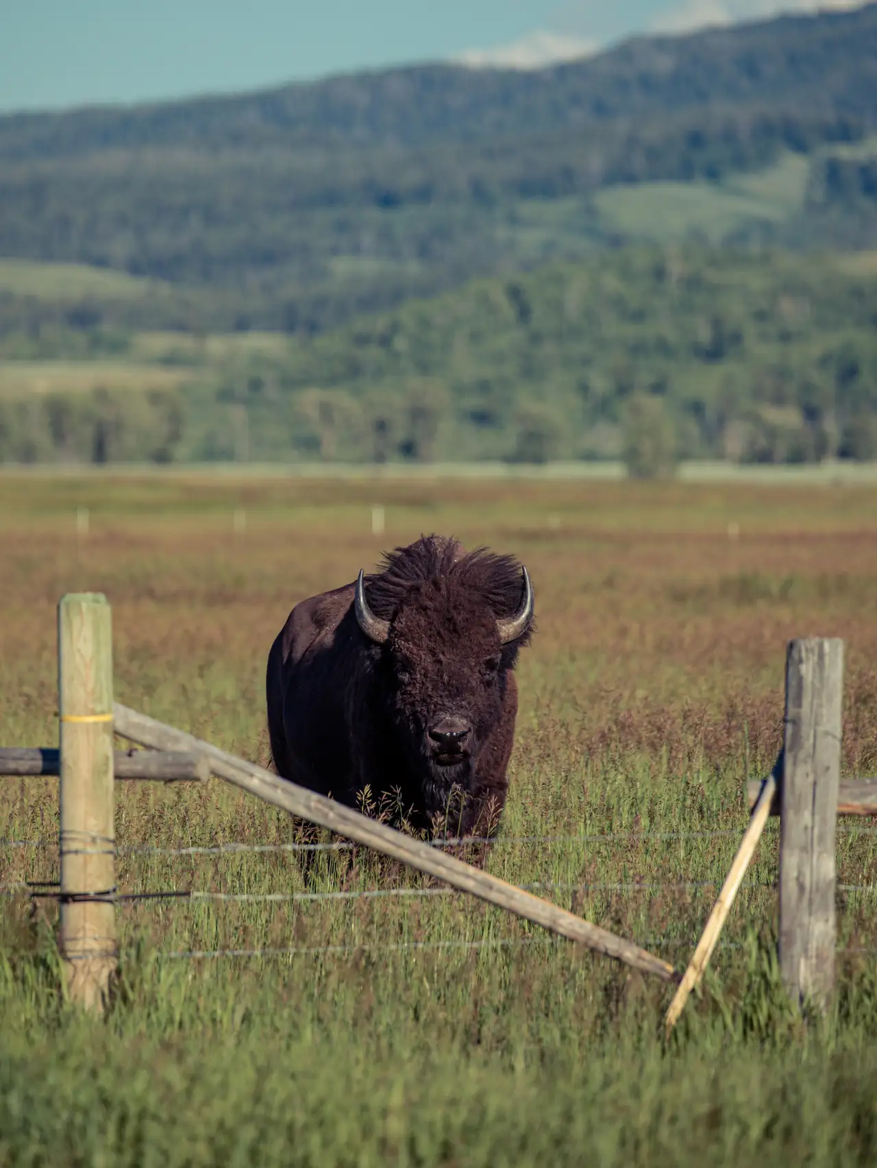 Fine-art photograph, “Bison Beyond the Fence,” from the Wyoming collection.
