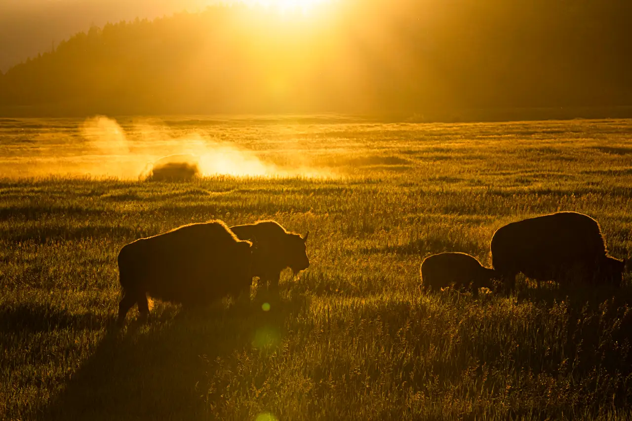 Fine-art photograph, “Bison Herd at Sunset - 5DM40902,” from the Wyoming collection.